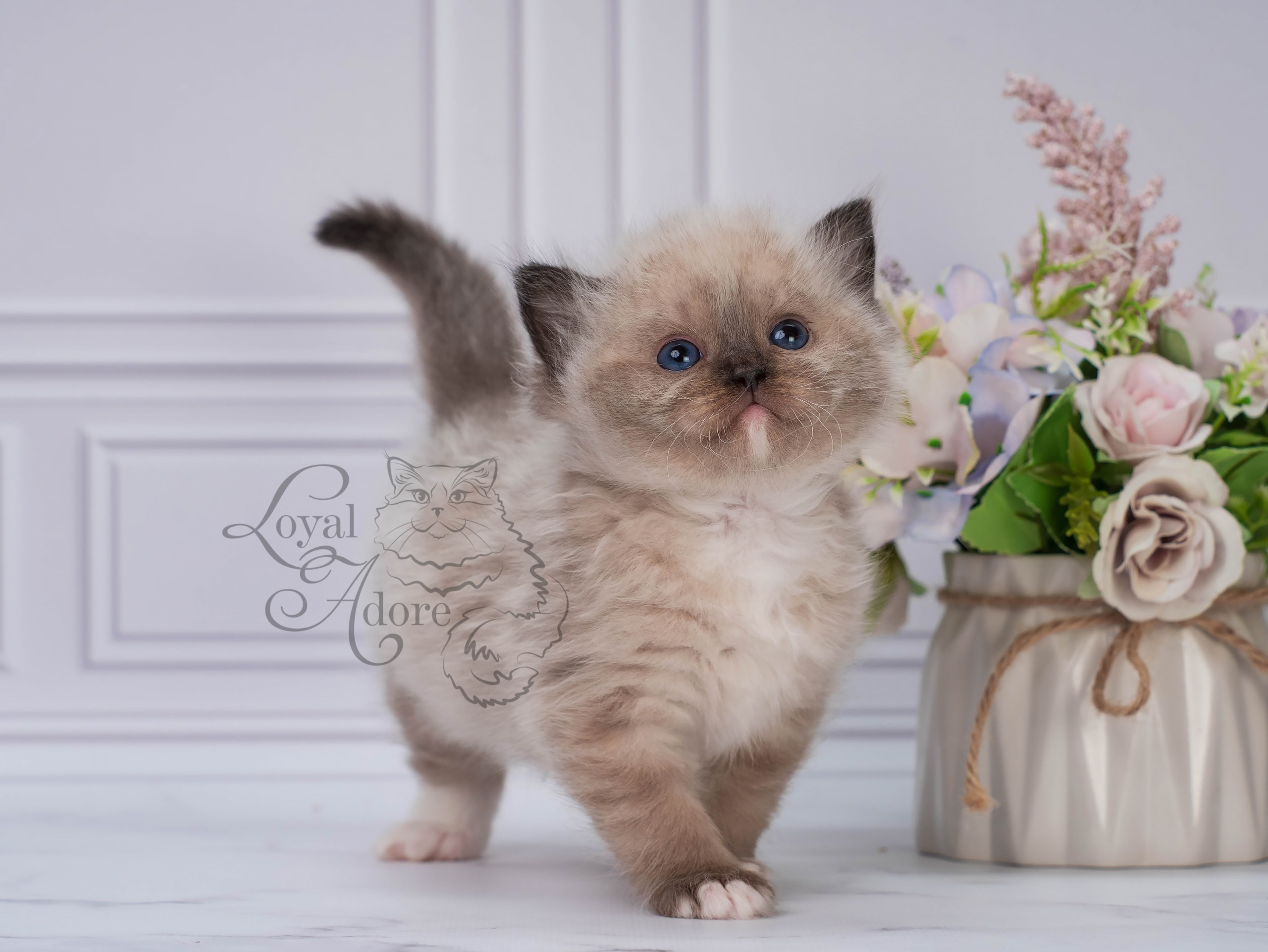 Котята рэгдолл от Loyal Adore. Питомник рэгдолл Loyal Adore