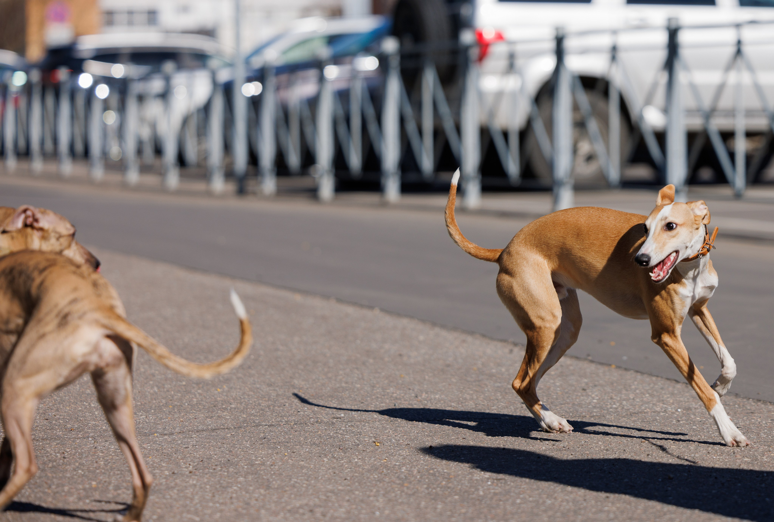 Сфера и Крокус 8,9,16 и 30.03.2025. Фотограф-анималист Юлия Германика