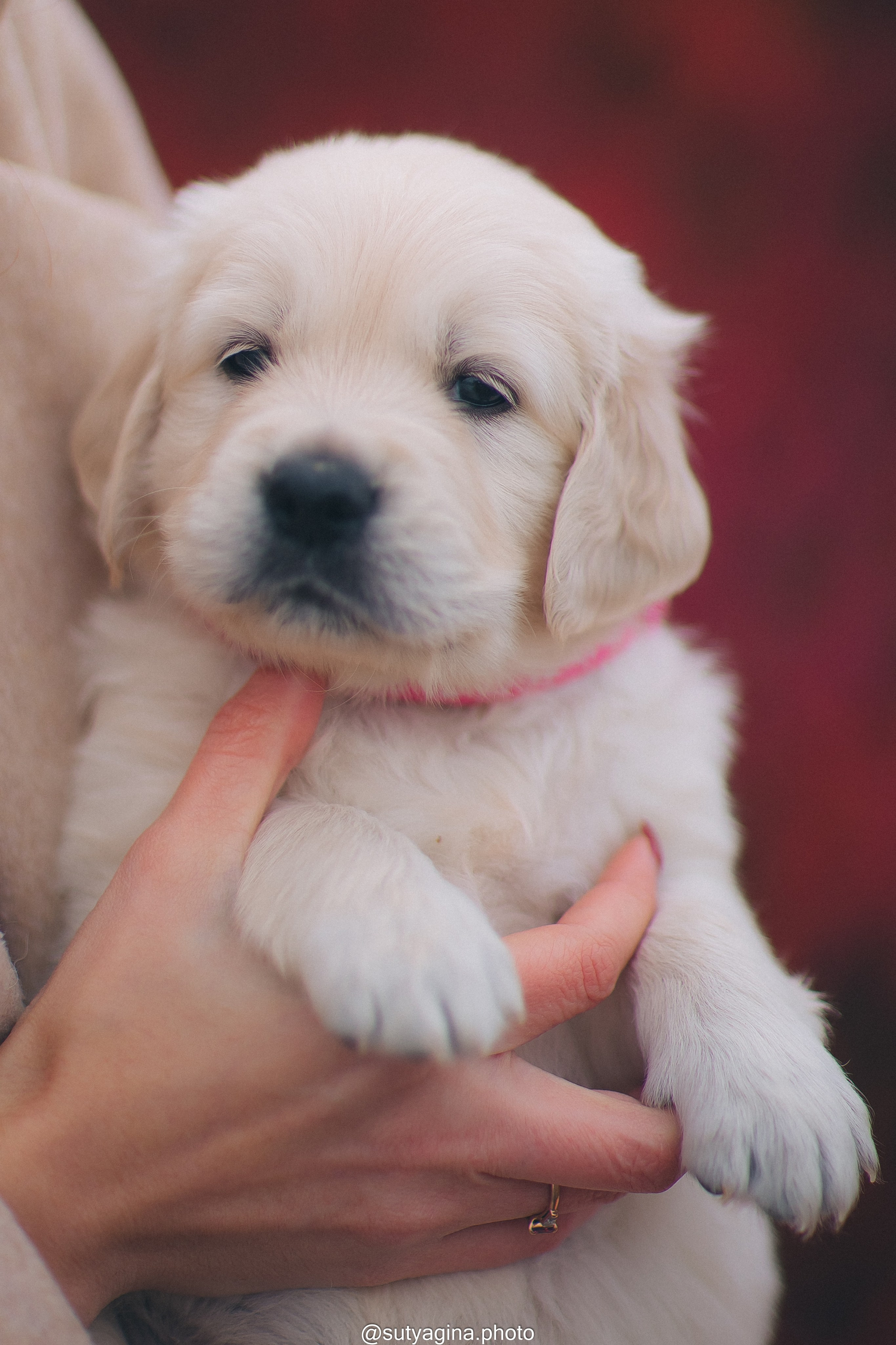 Розовый ошейник. Свадебный и женский фотограф