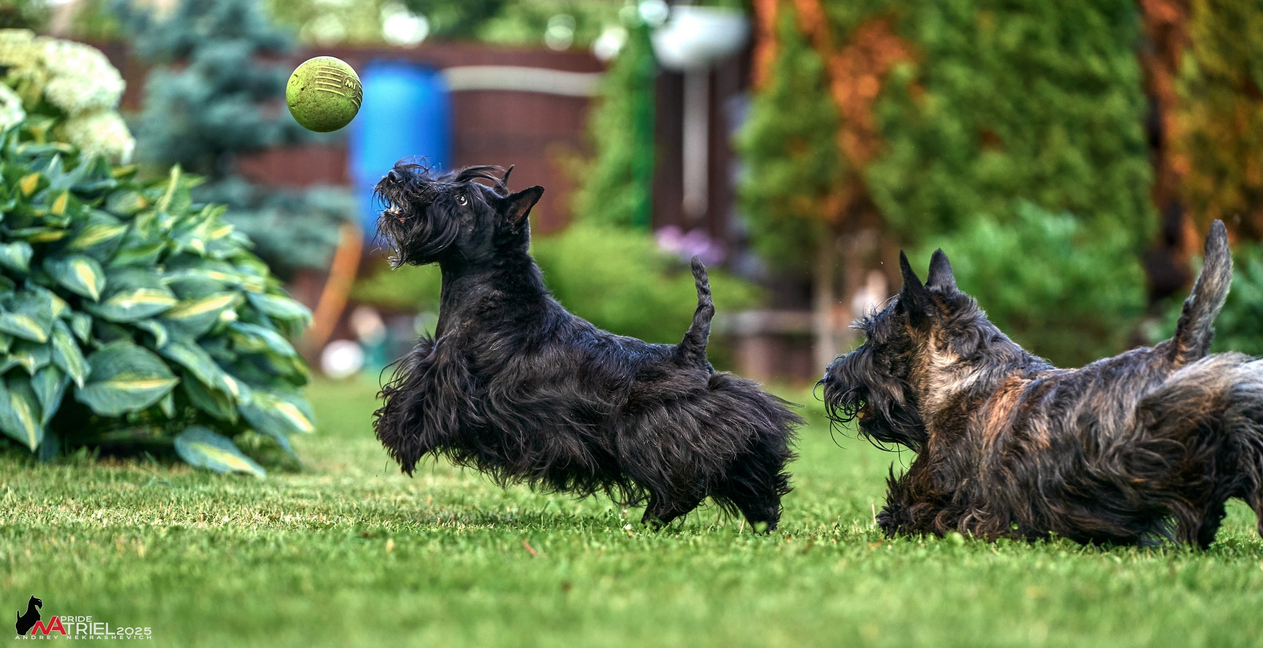 Алабаи и скотч-терьеры в питомнике у Ольги