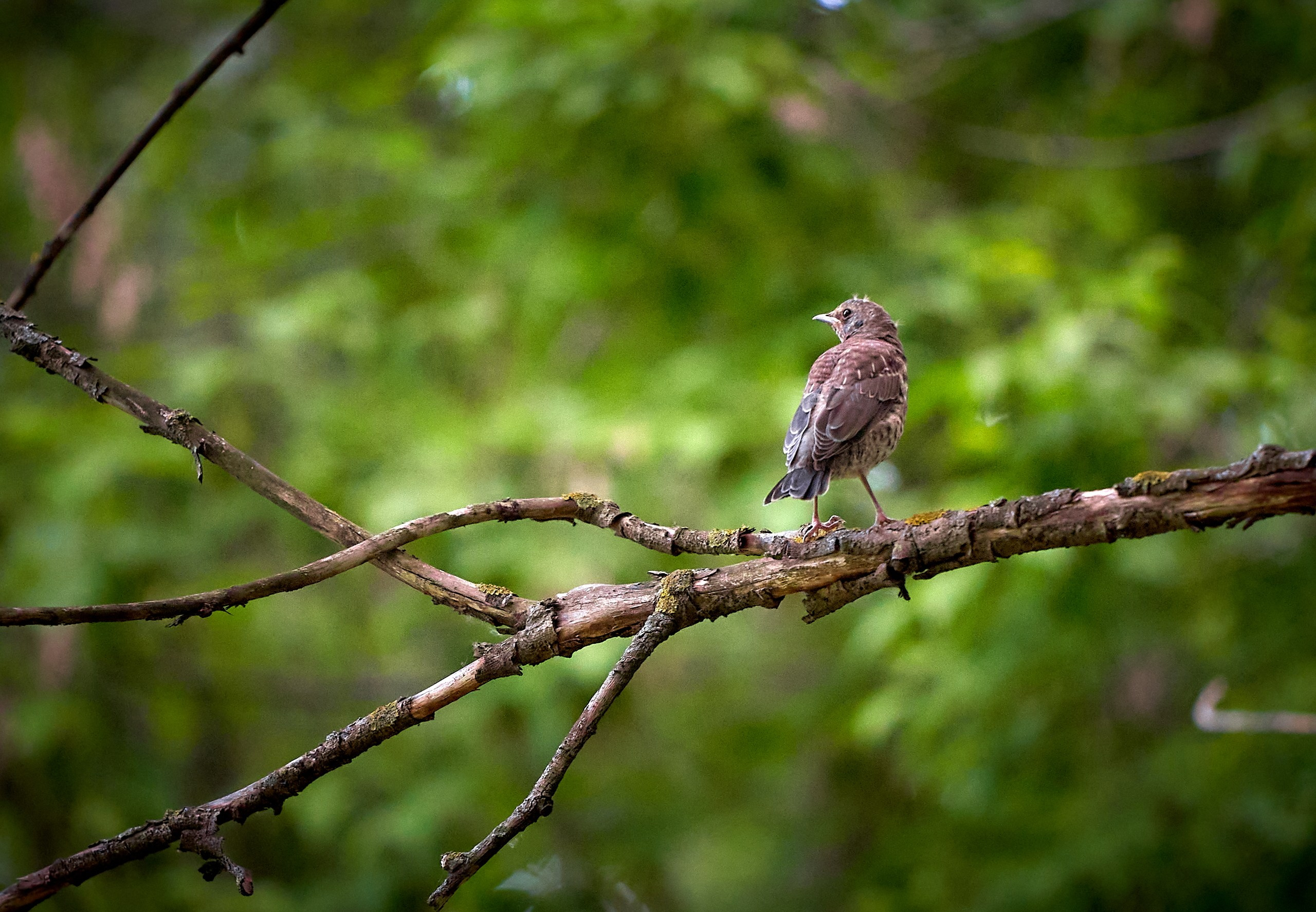 Фото птиц — галерея NATRIEL