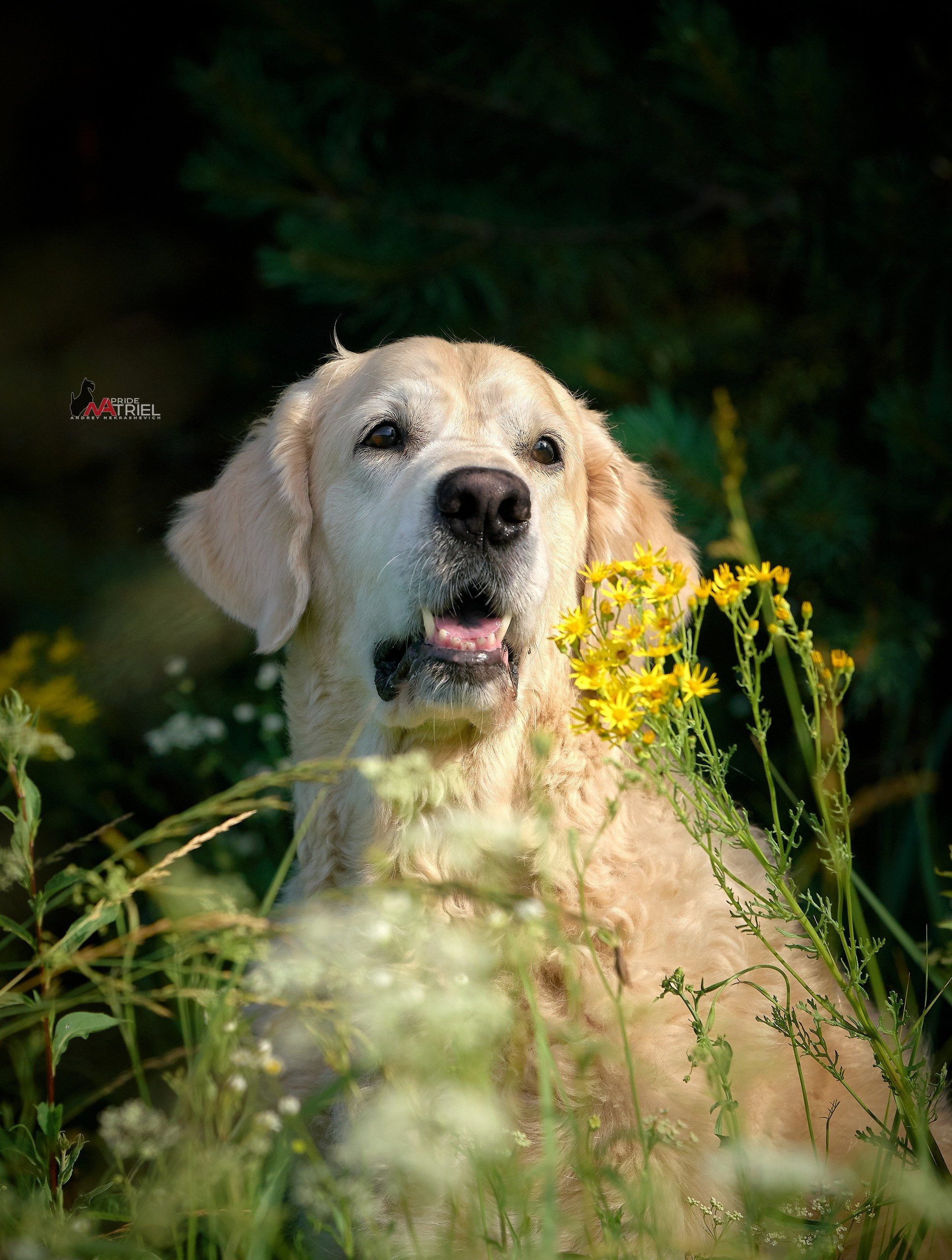 Портреты собак — галерея NATRIEL