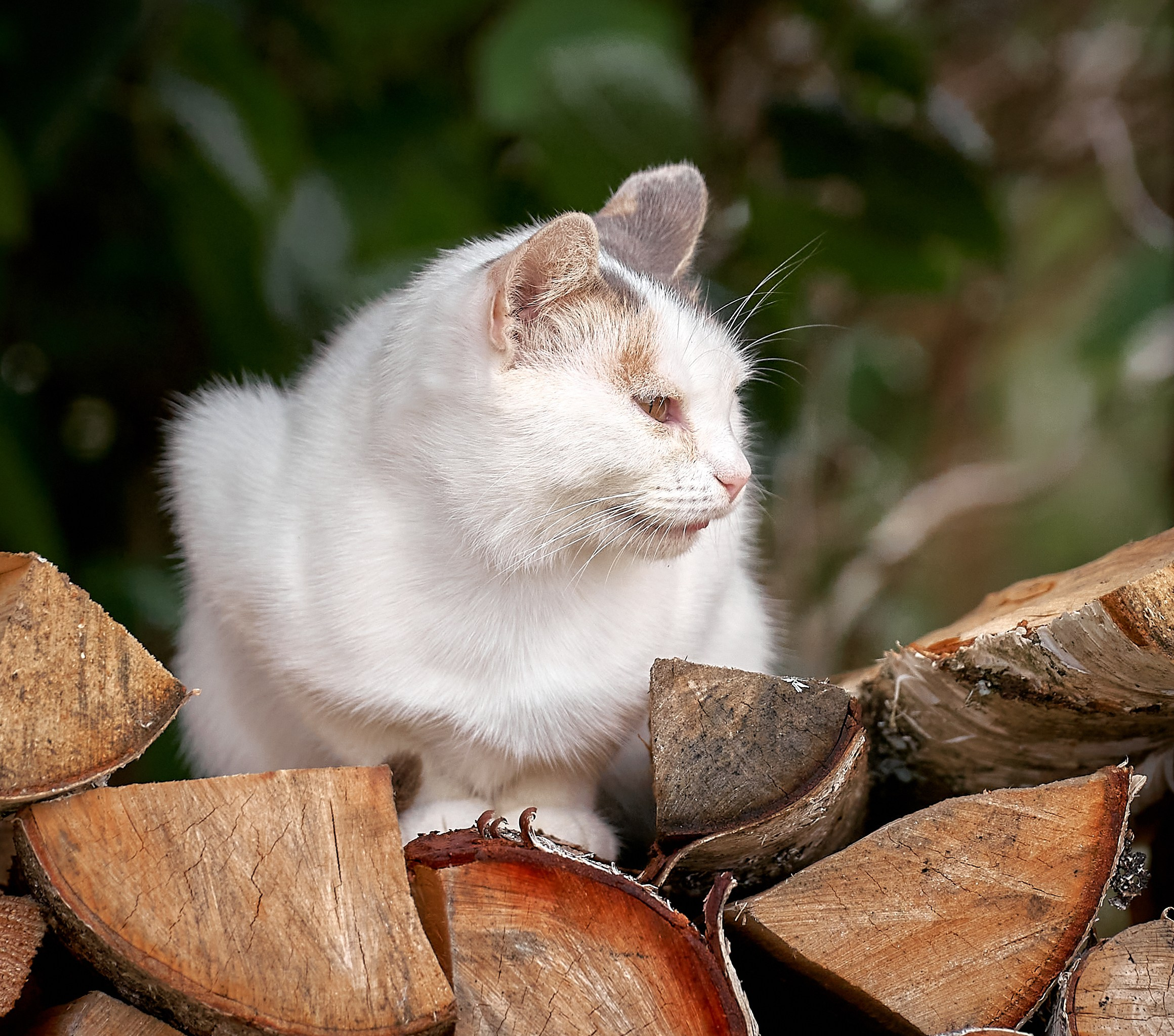 Домашние кошки — галерея NATRIEL