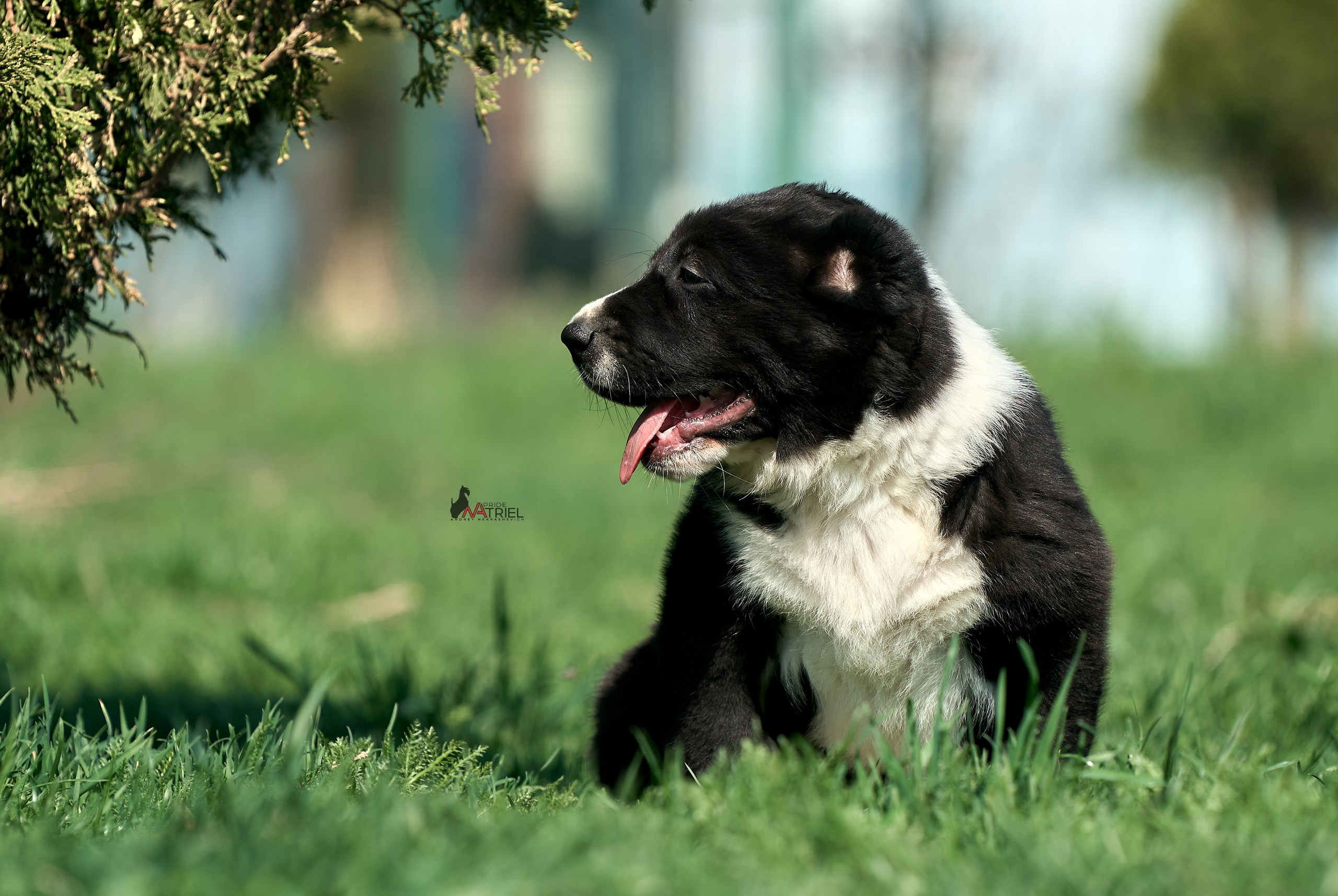 Среднеазиаты — щенки и взрослые