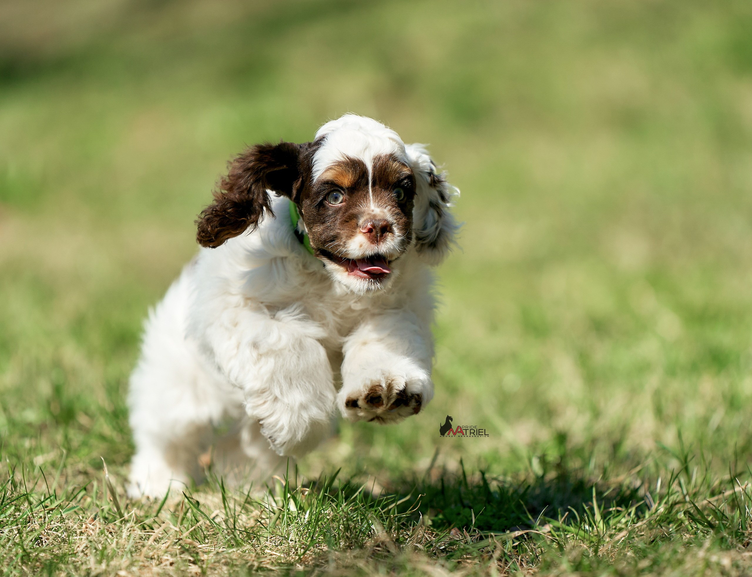Прогулка со щенком