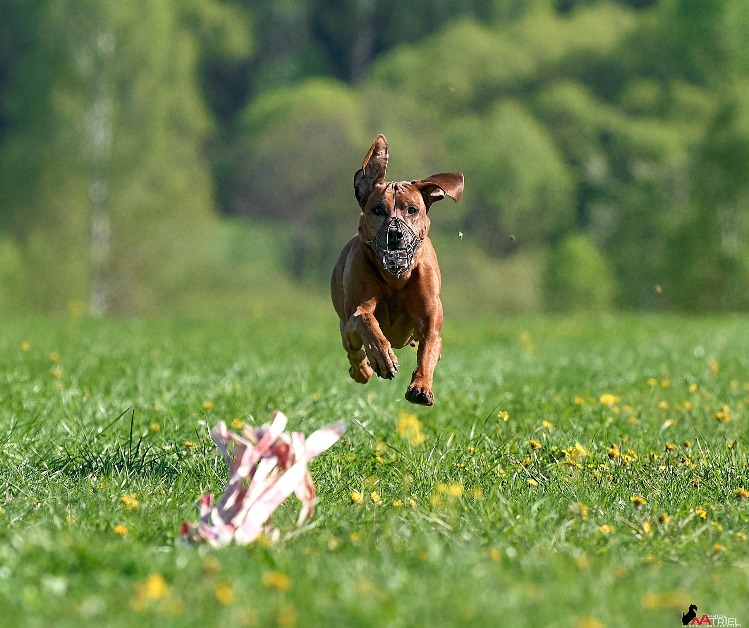 Съемка курсинг — галерея NATRIEL