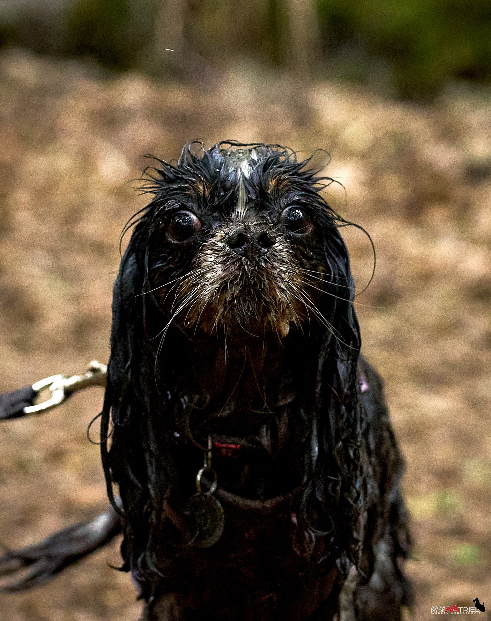 Russian Extreme Dog Trail — 2025