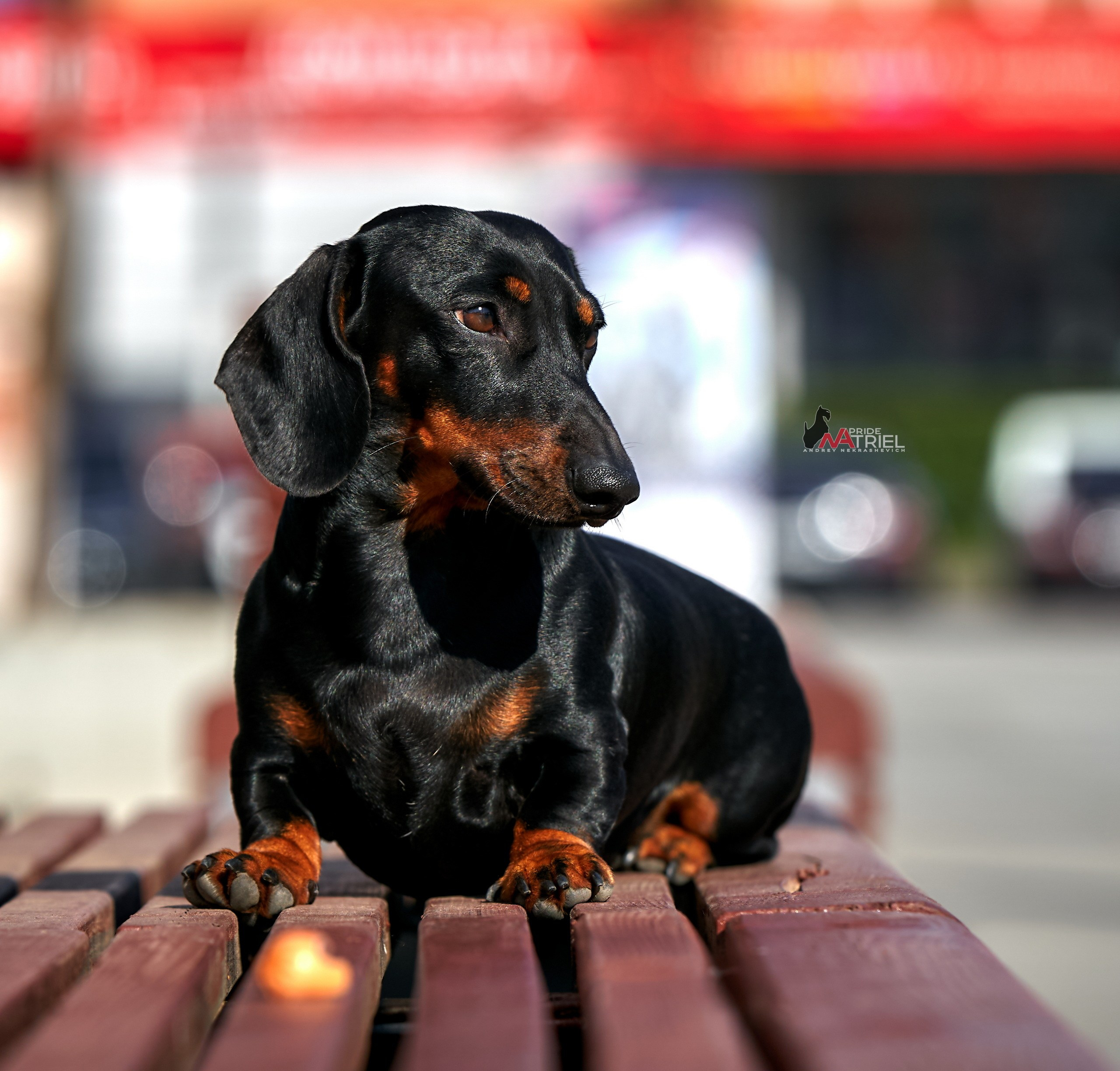 Портреты собак — галерея NATRIEL