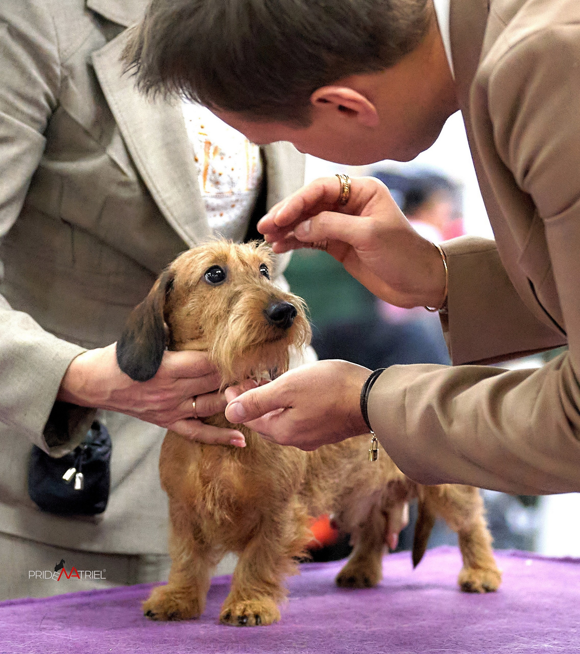 Работа в рингах — галерея NATRIEL