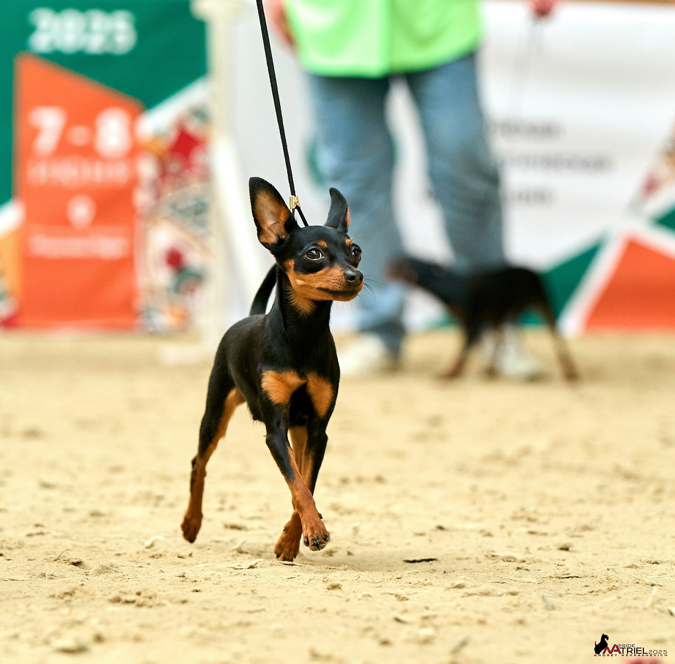 Выставка собак РОССИЯ — 2025