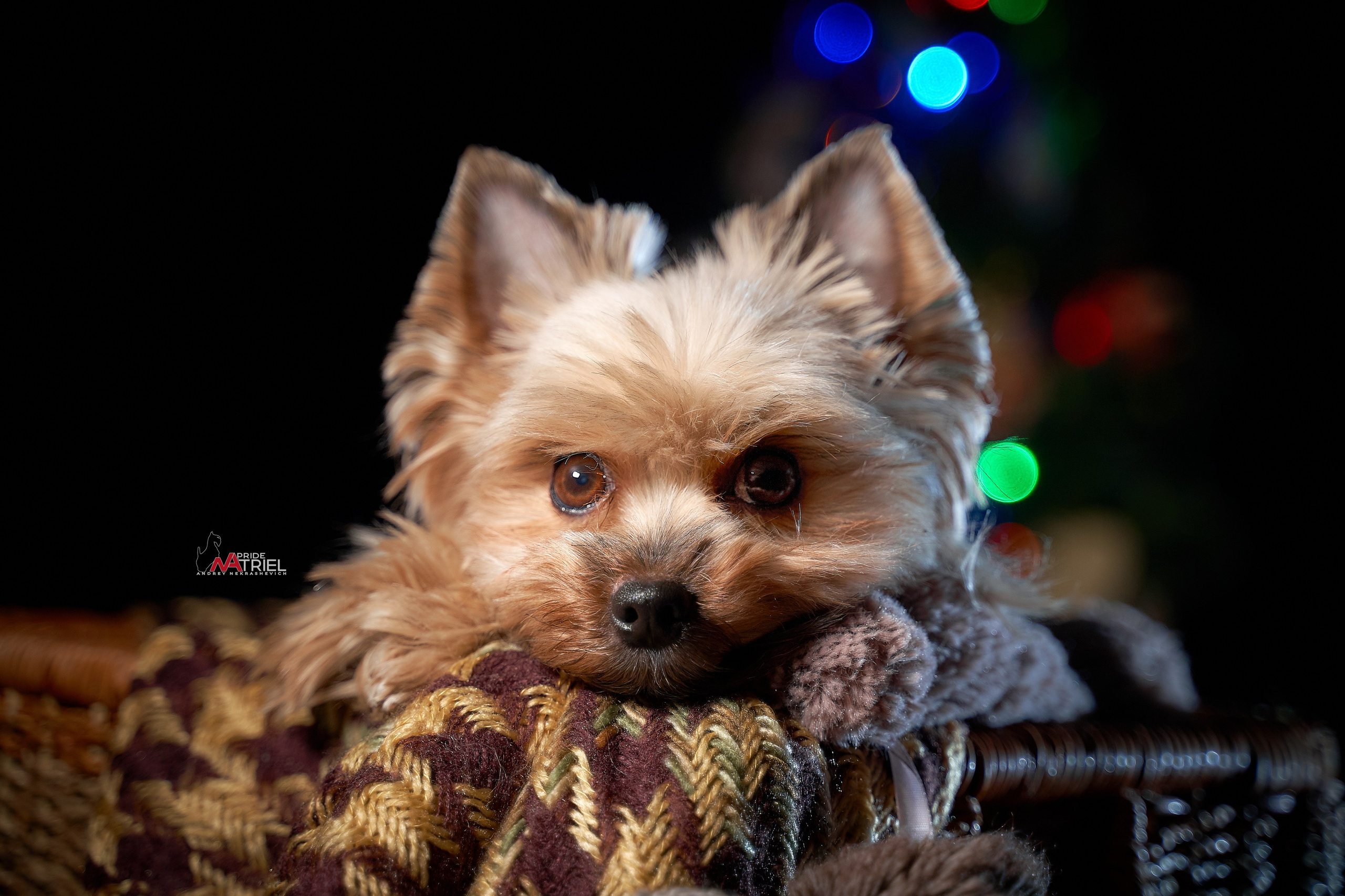 Йоркширский терьер Циля
