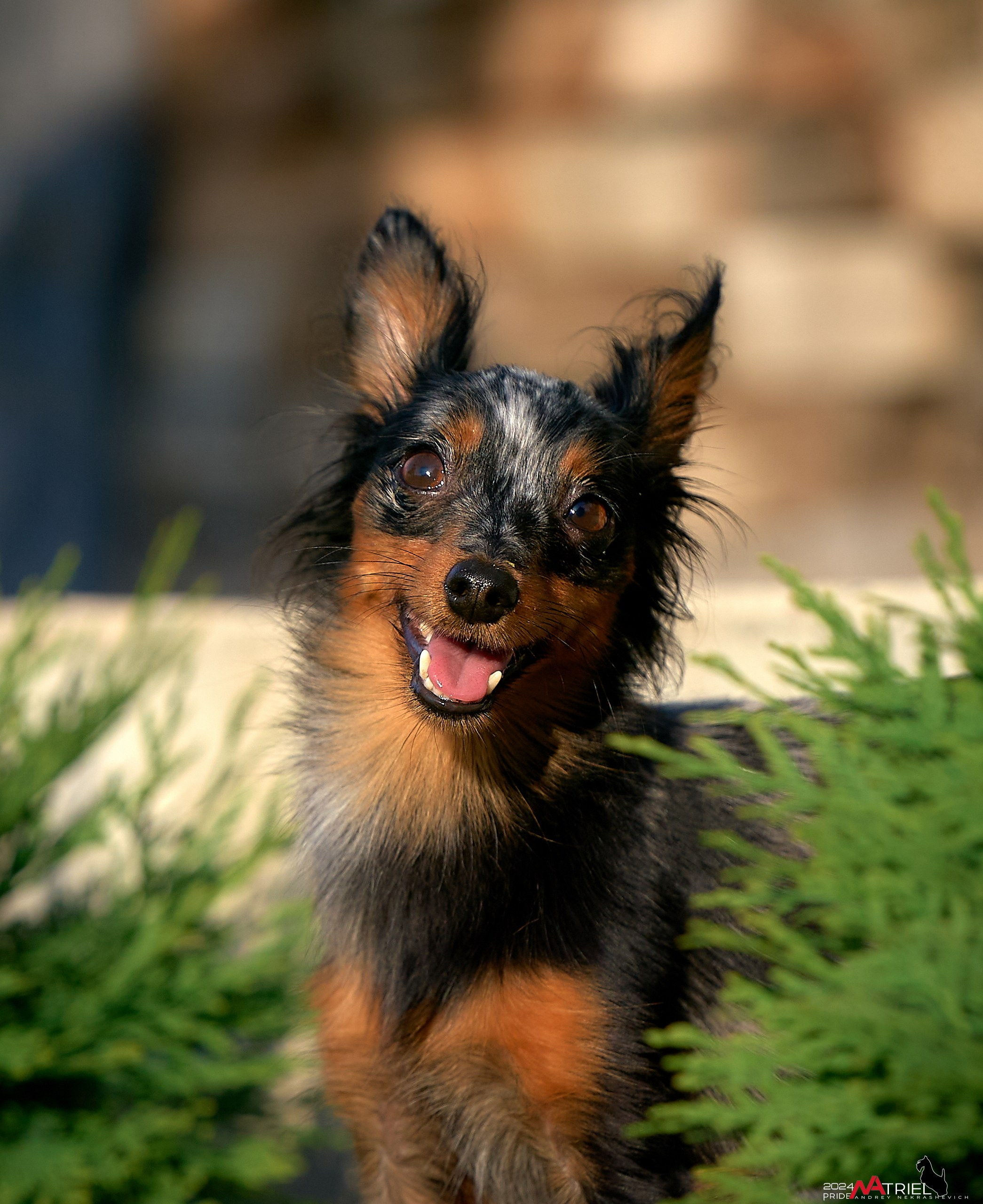 Фотопрогулка с крысариками