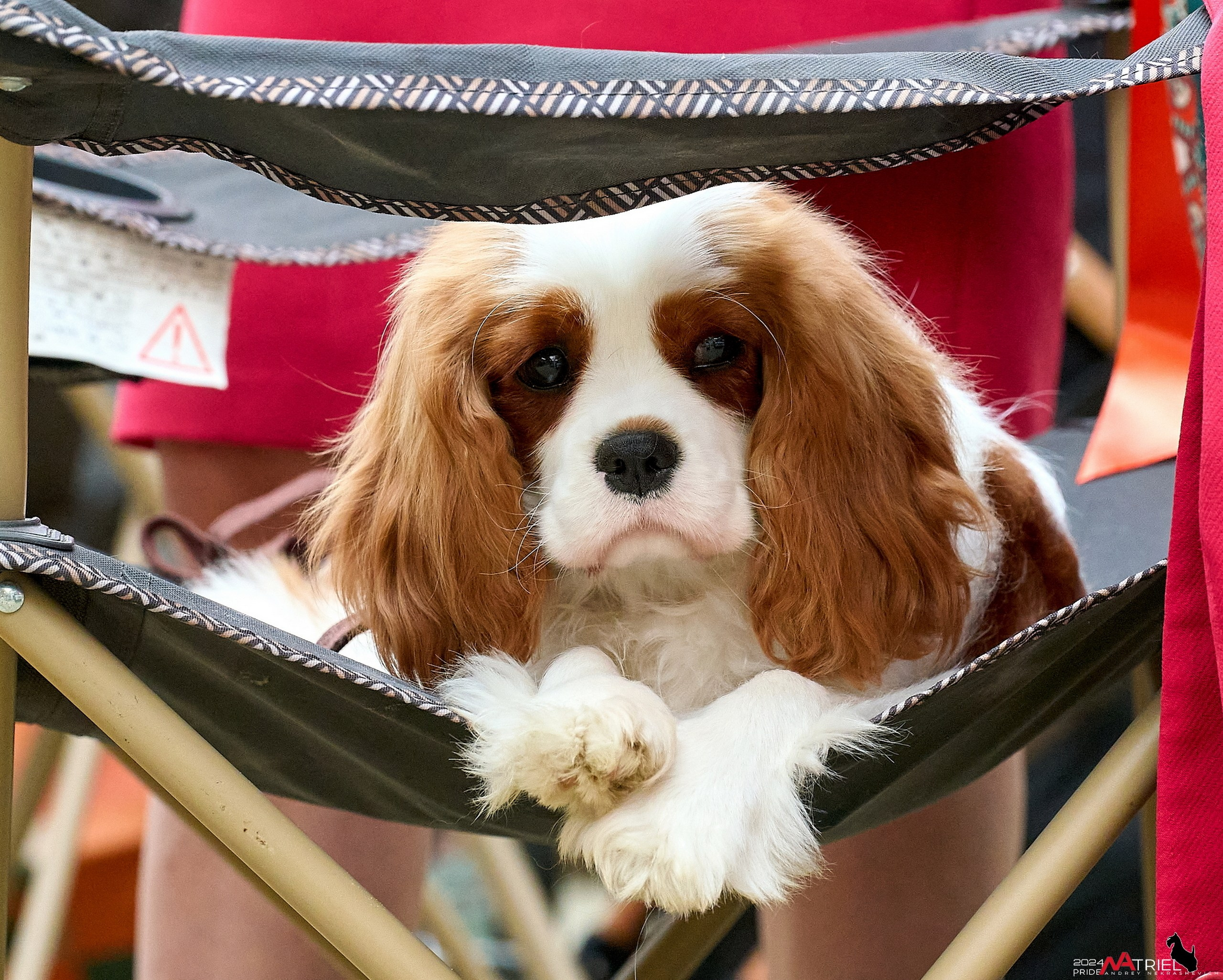 Картинки с выставки — галерея NATRIEL