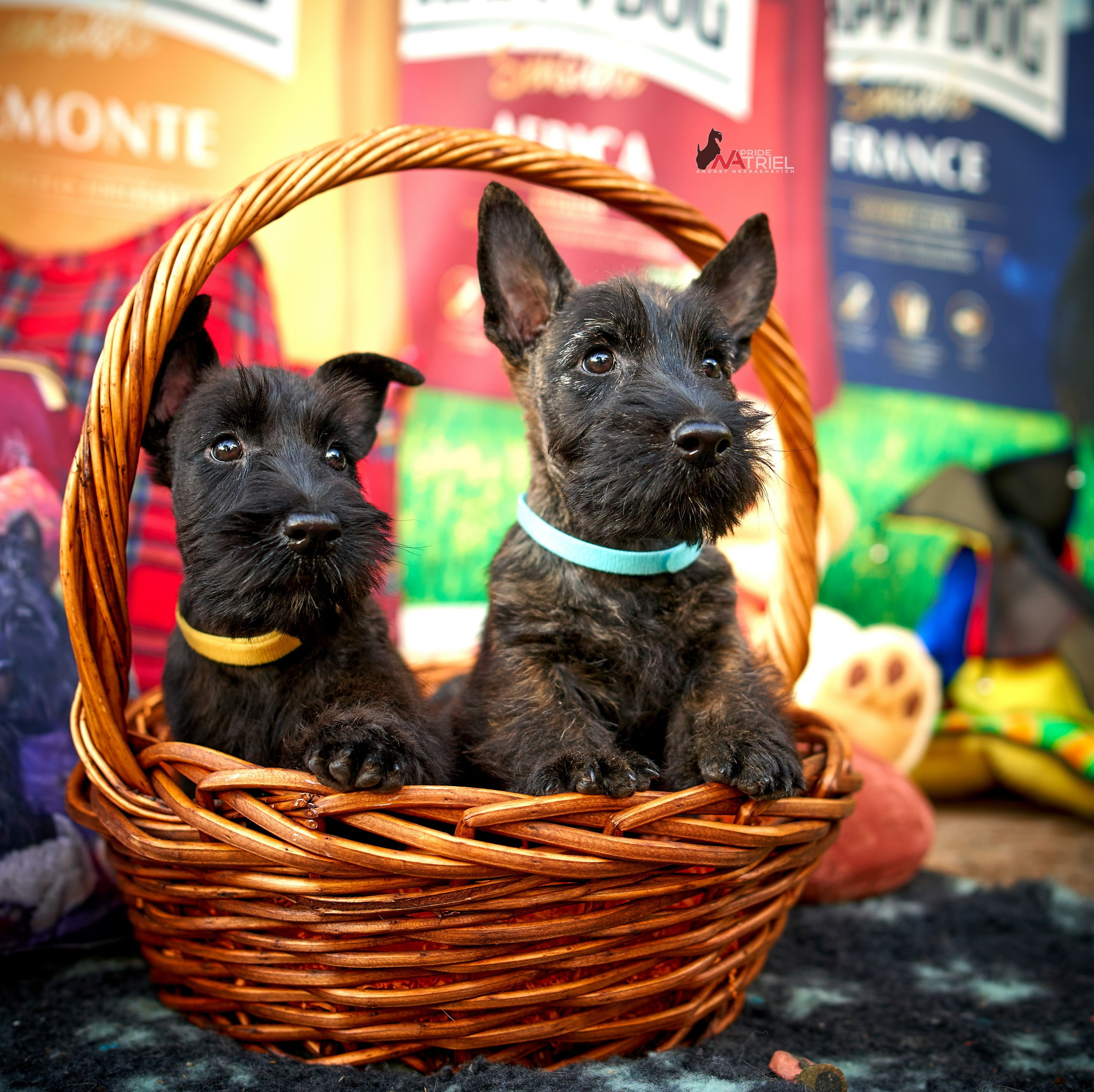 Щенки дома — галерея NATRIEL