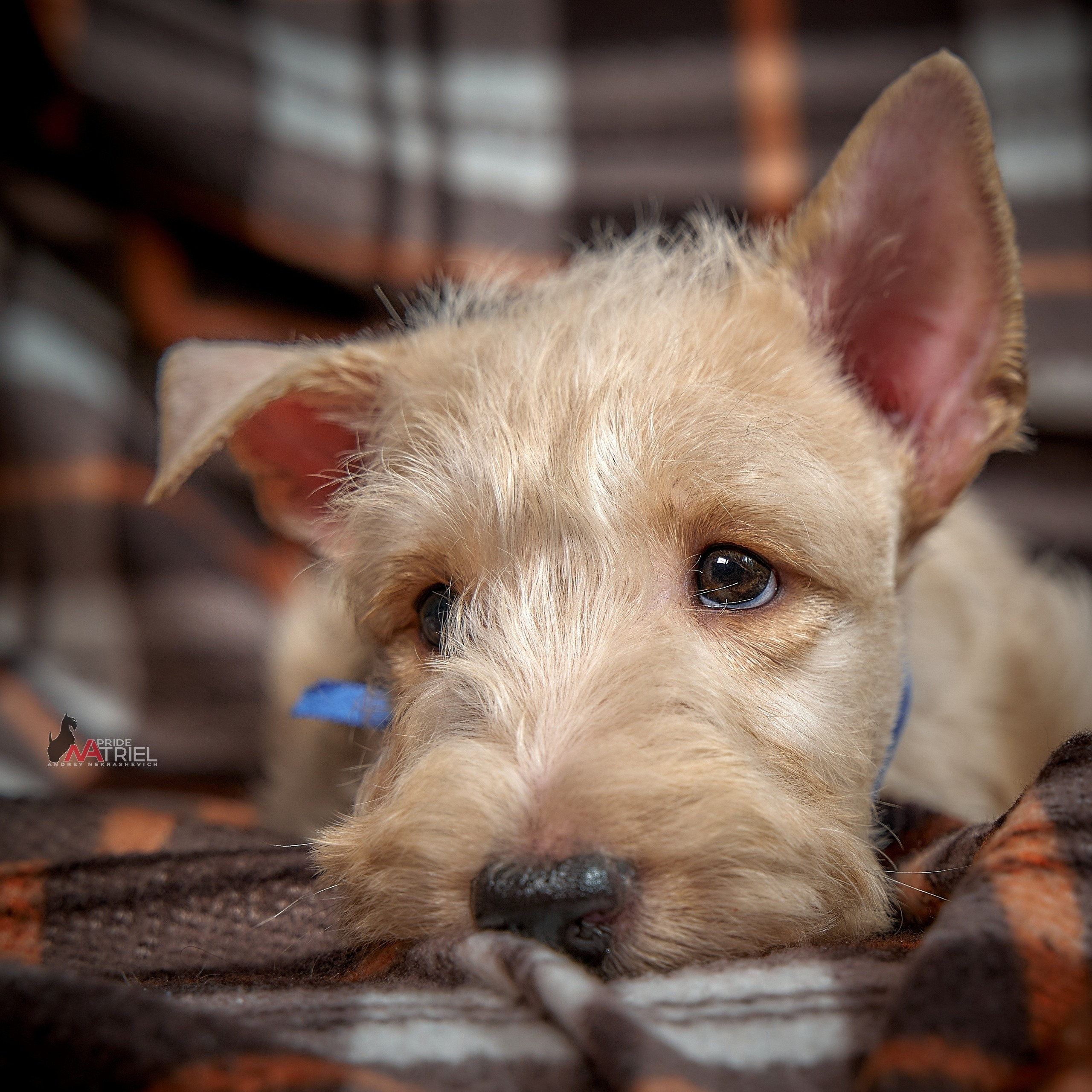 Щенки дома — галерея NATRIEL