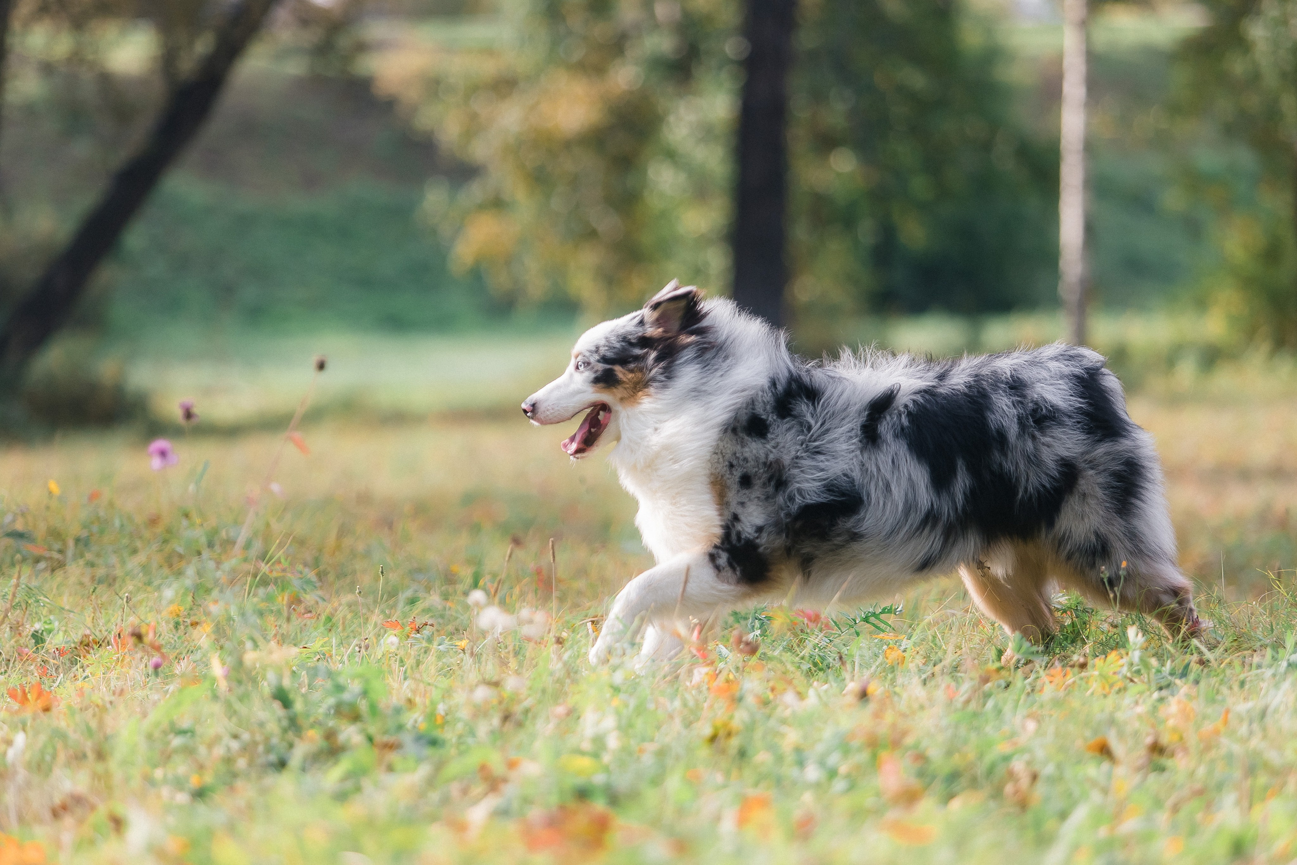 Аусси Дэймон. Свадебный и женский фотограф