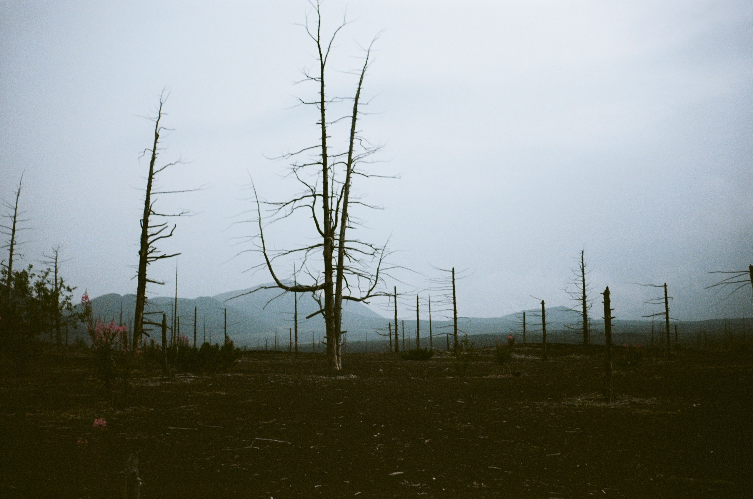 Камчатка на пленку. Travel-фотограф Ирина Милинцова