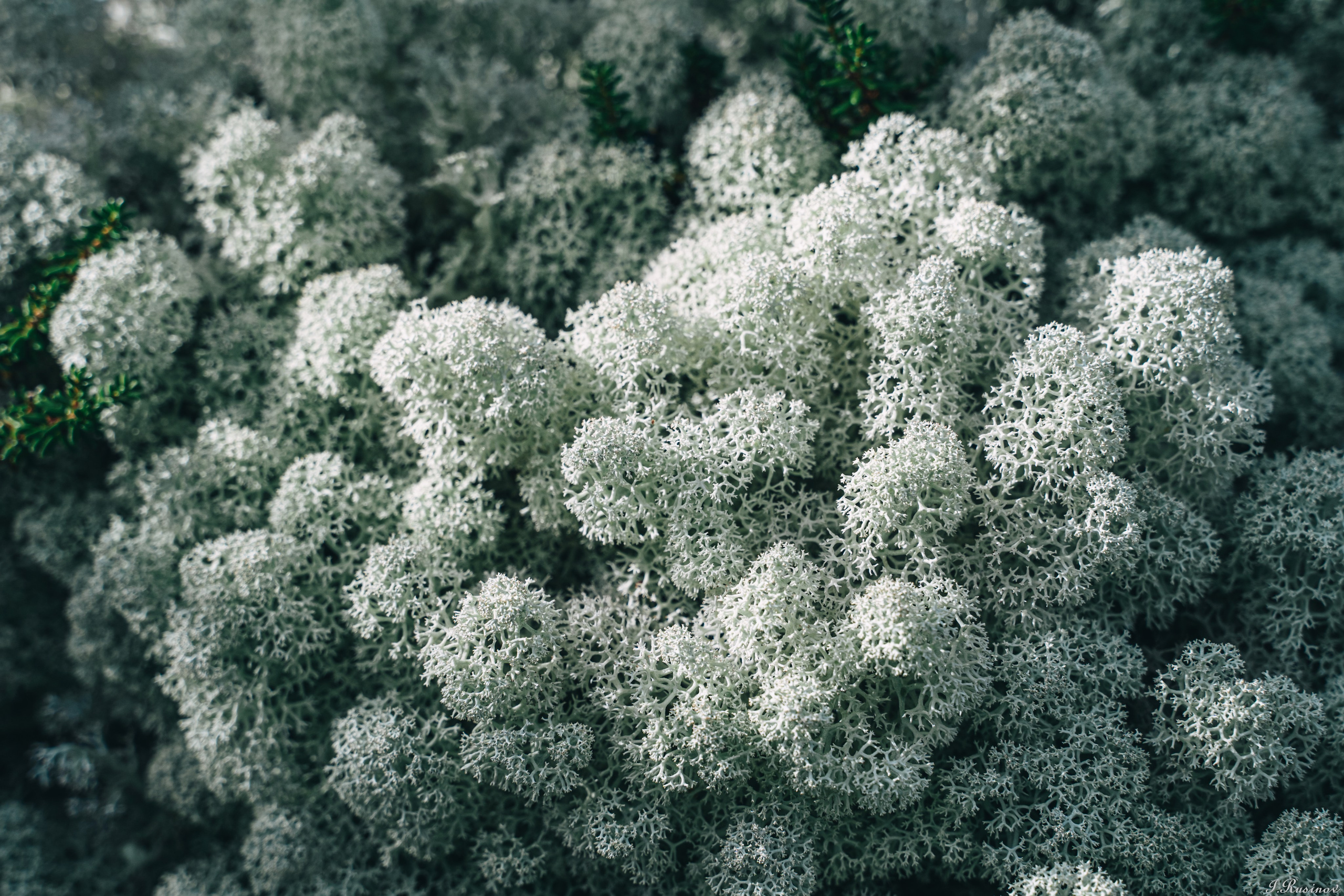 ХИБИНЫ 2021 г. Event фотограф Степанова Александра