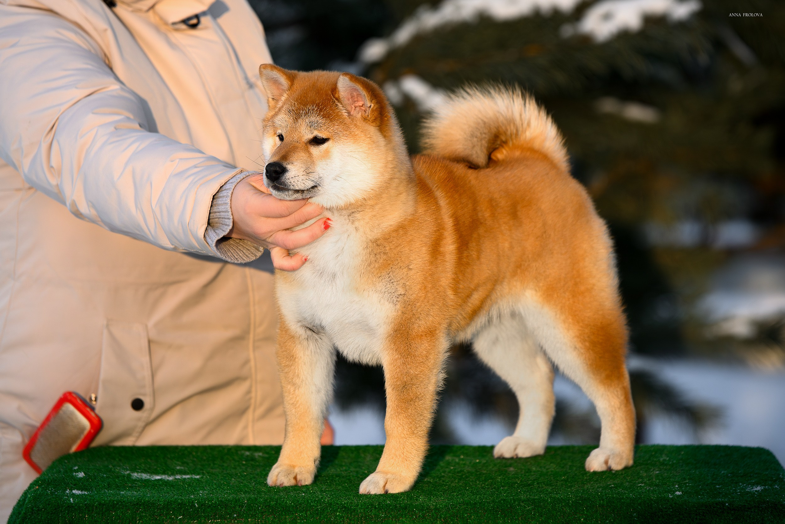 SHIBA. SHIOMARU Shiba and Akita Inu Kennel