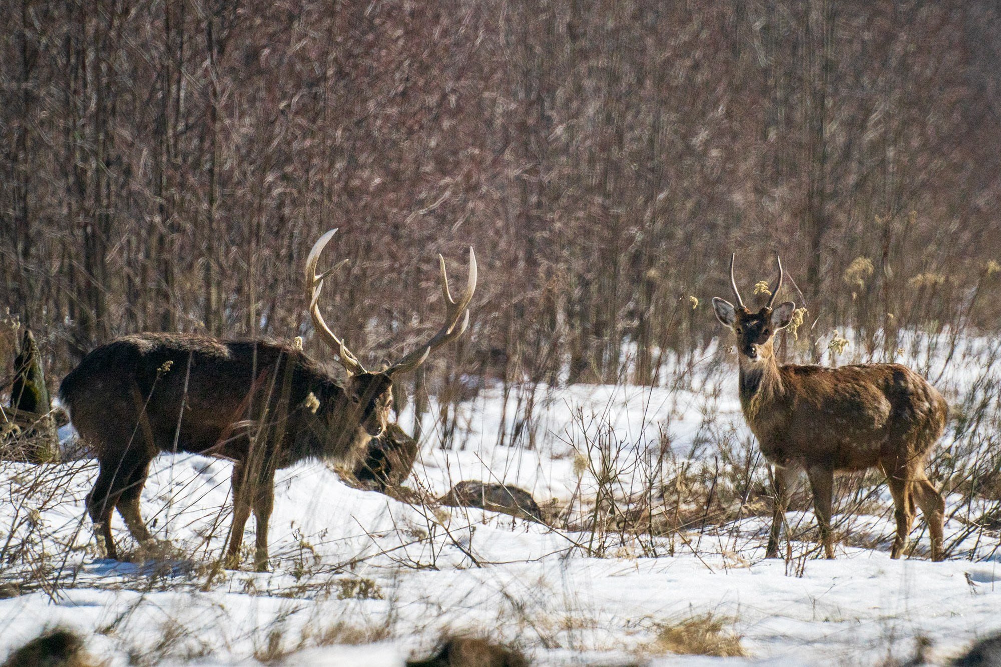 Животные. Ваш личный фотограф Марина Волкова