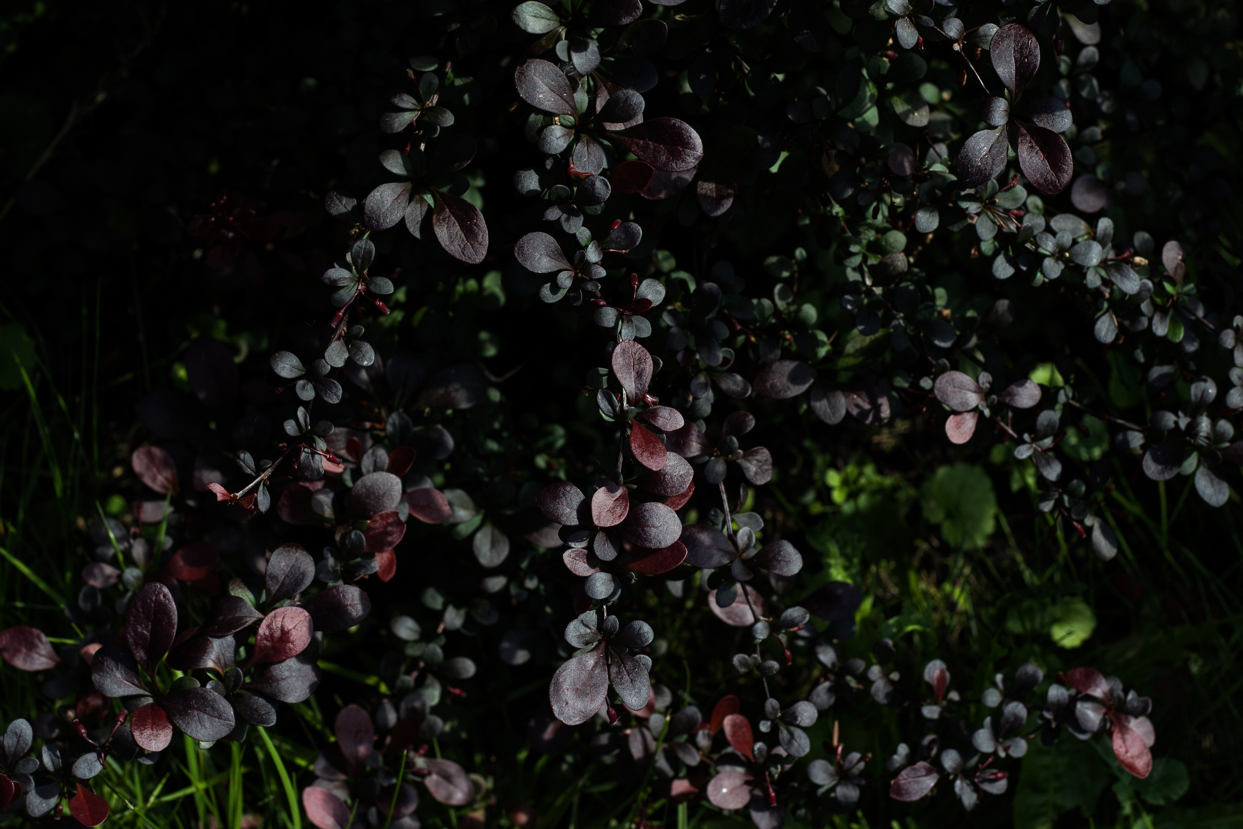 Природа. Polyframe