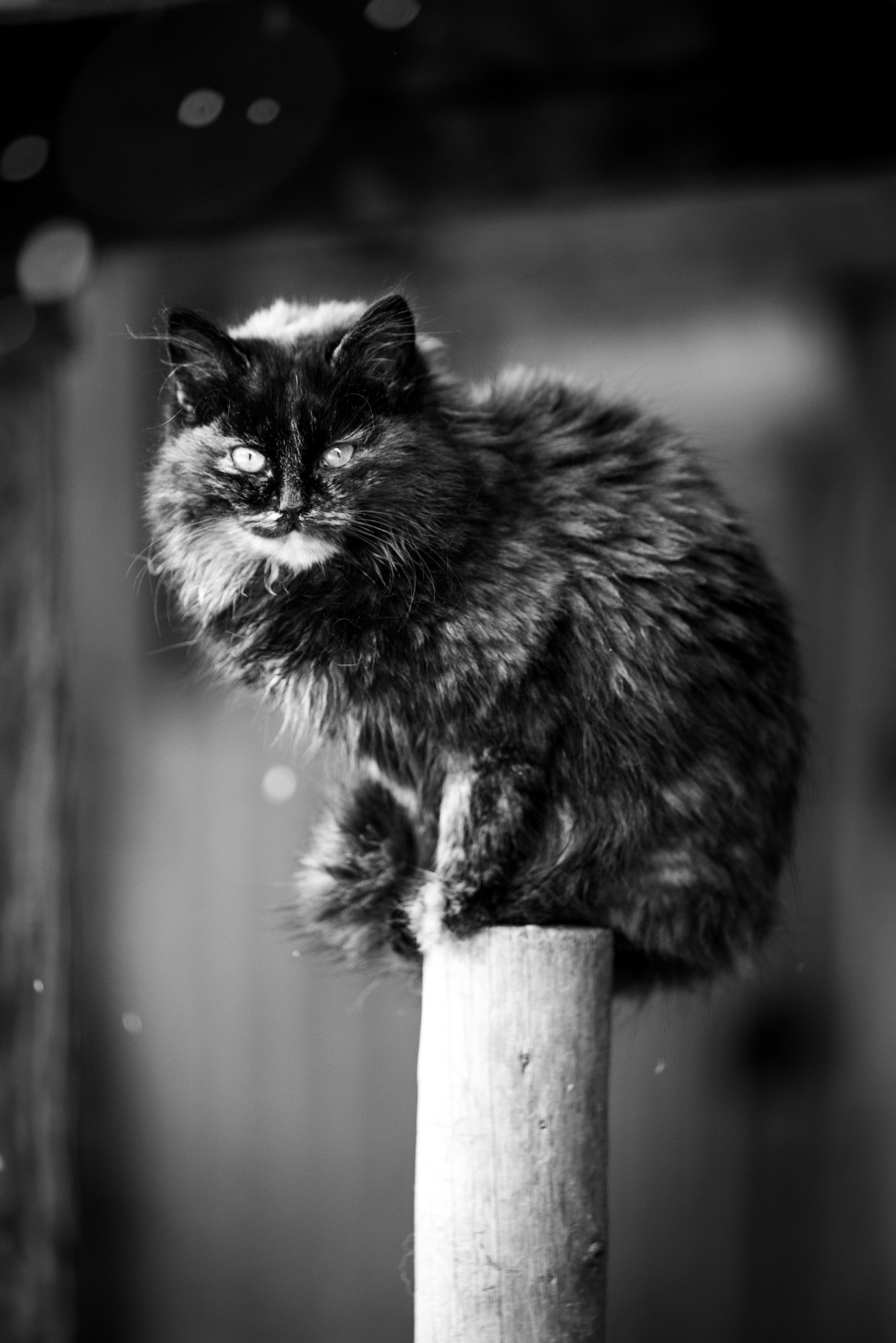 Ферма. Фотограф Антон Денисенко: Портрет, Документалистика, Пейзаж. Москва