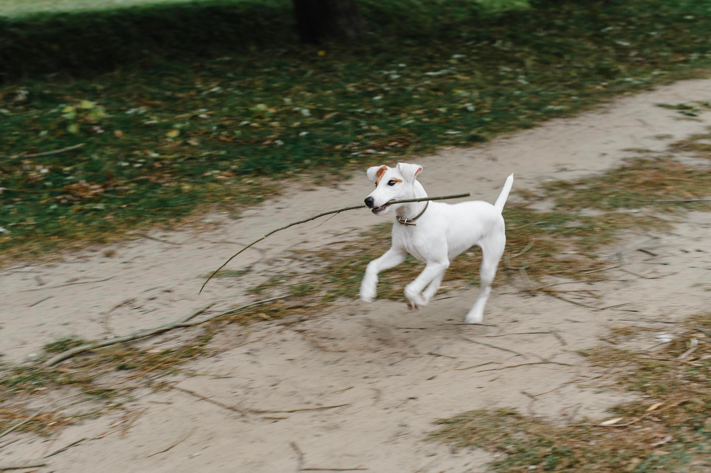 Прогулка по лугу. Коммерческий фотограф в Брянске Ольга Вороная