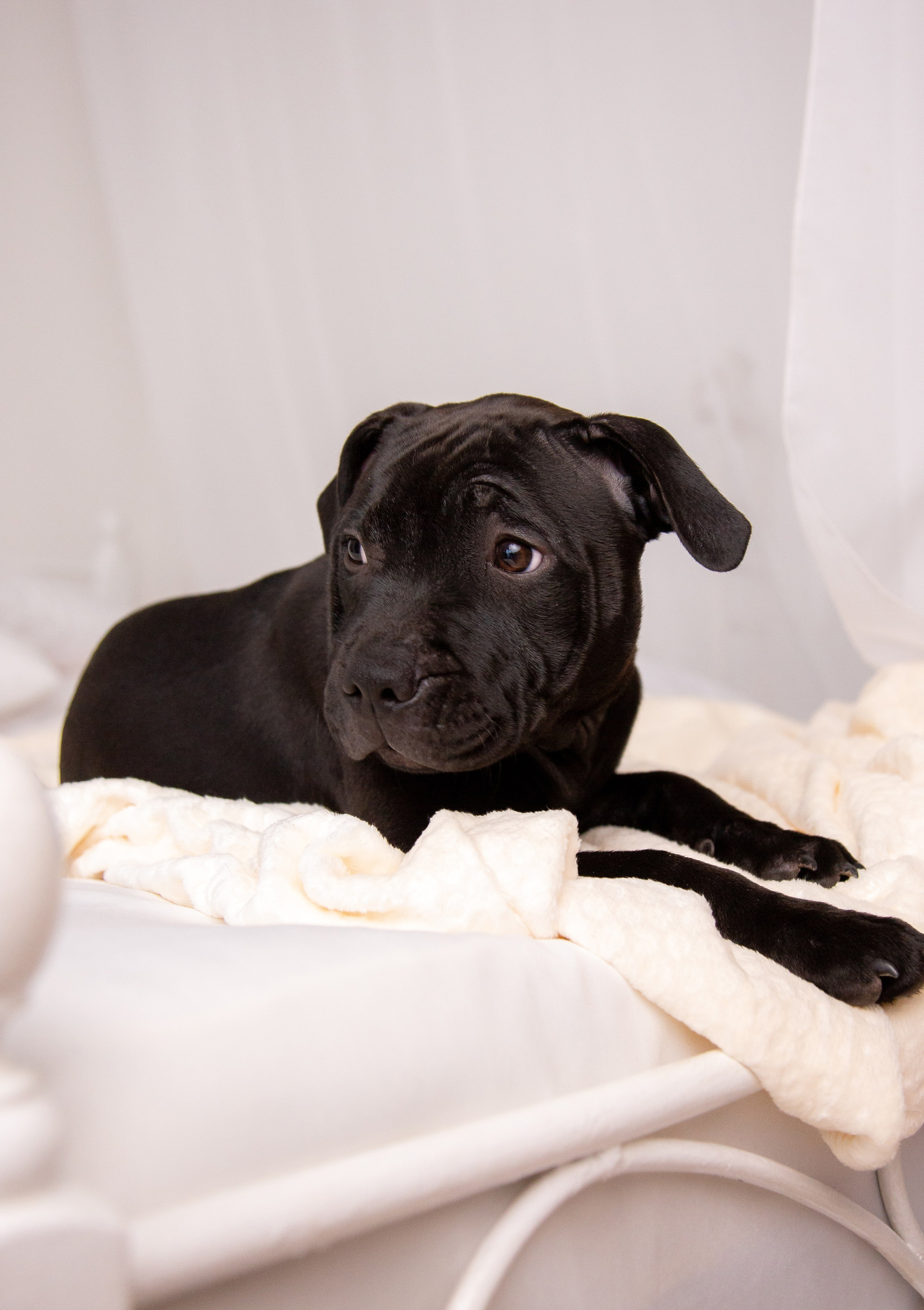 Новогодние малыши. Фотограф Анималист в Перми Анастасия Остерман