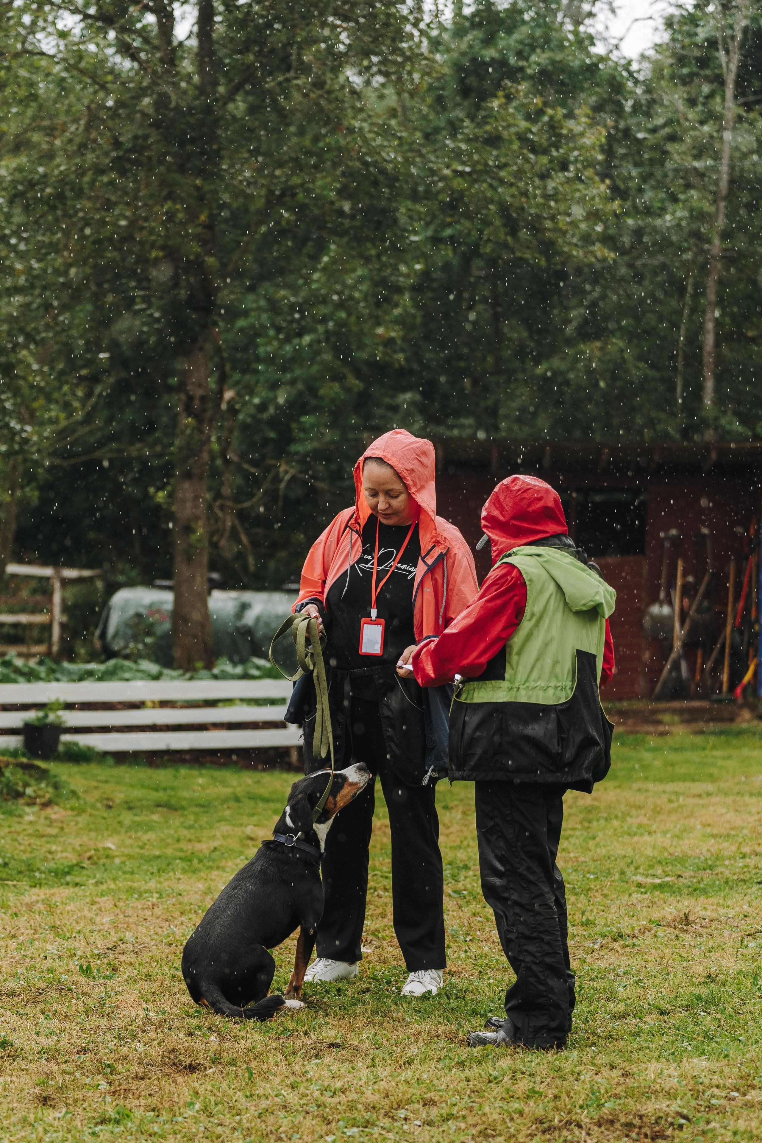 Соревнования по ноузворку в Новожилово. Фотограф анималист в Спб недорого Олеся Майорова