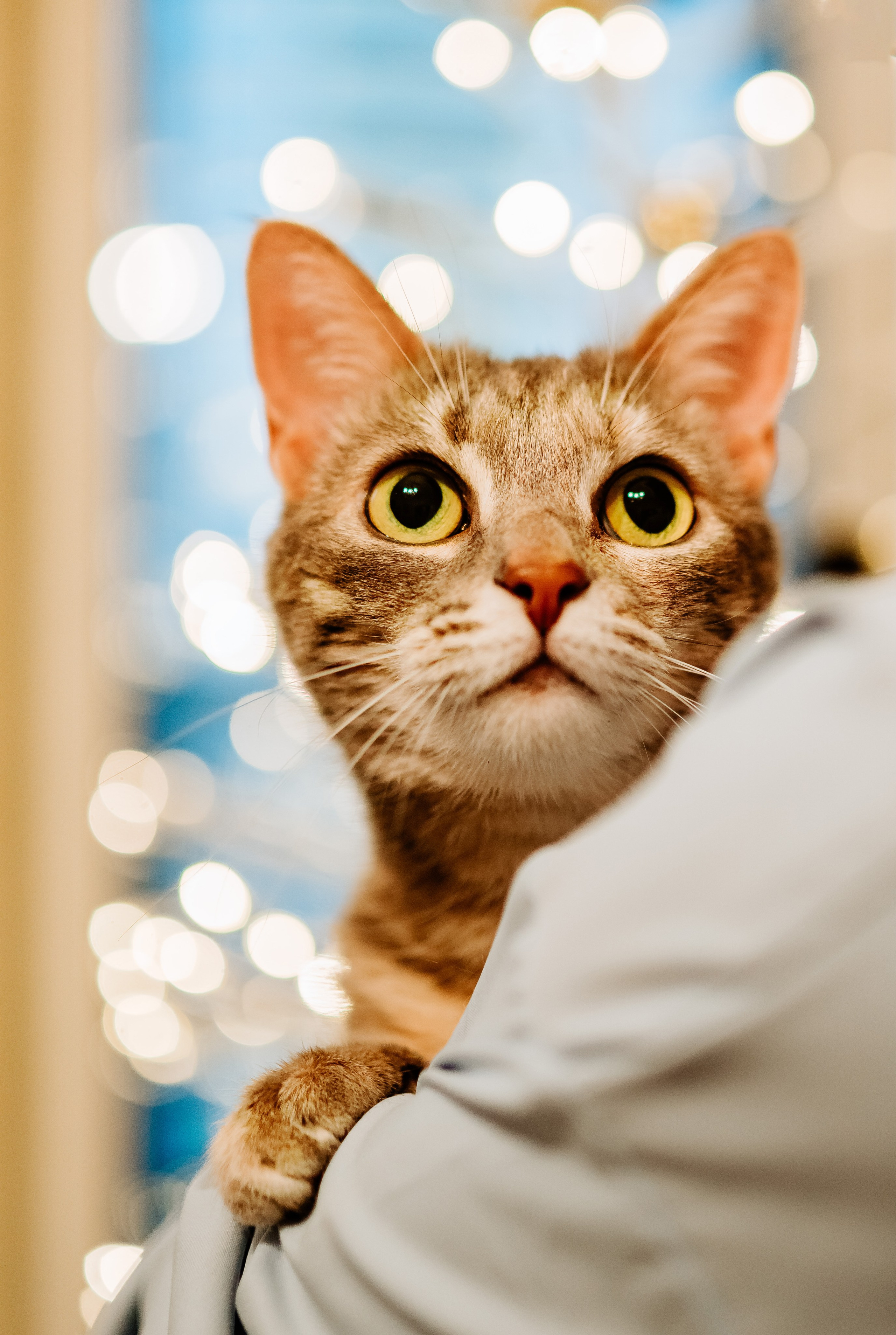 Натали и Иззи. Фотограф анималист в Спб недорого Олеся Майорова