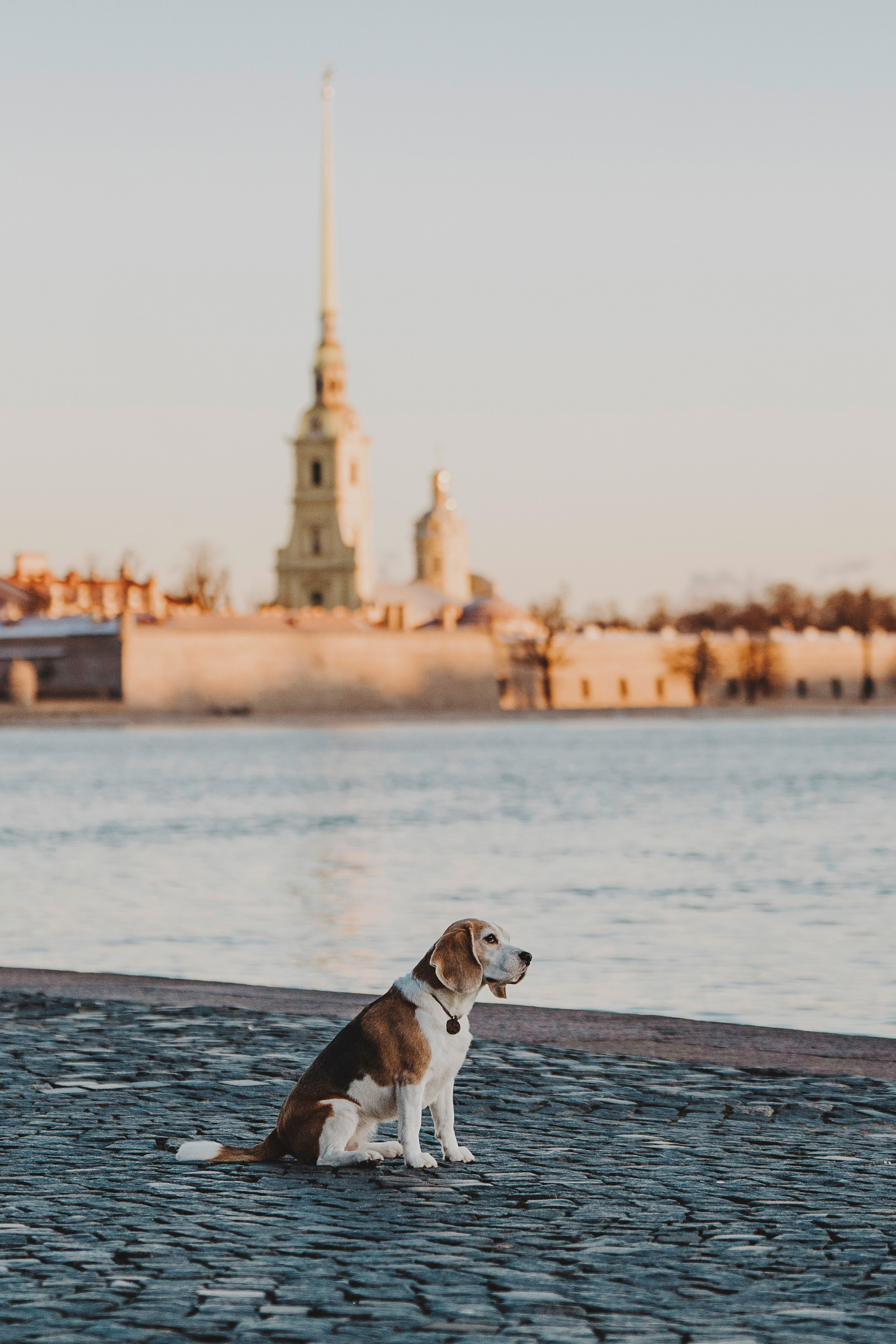 Ксения и Гаечка. Фотограф анималист в Спб недорого Олеся Майорова