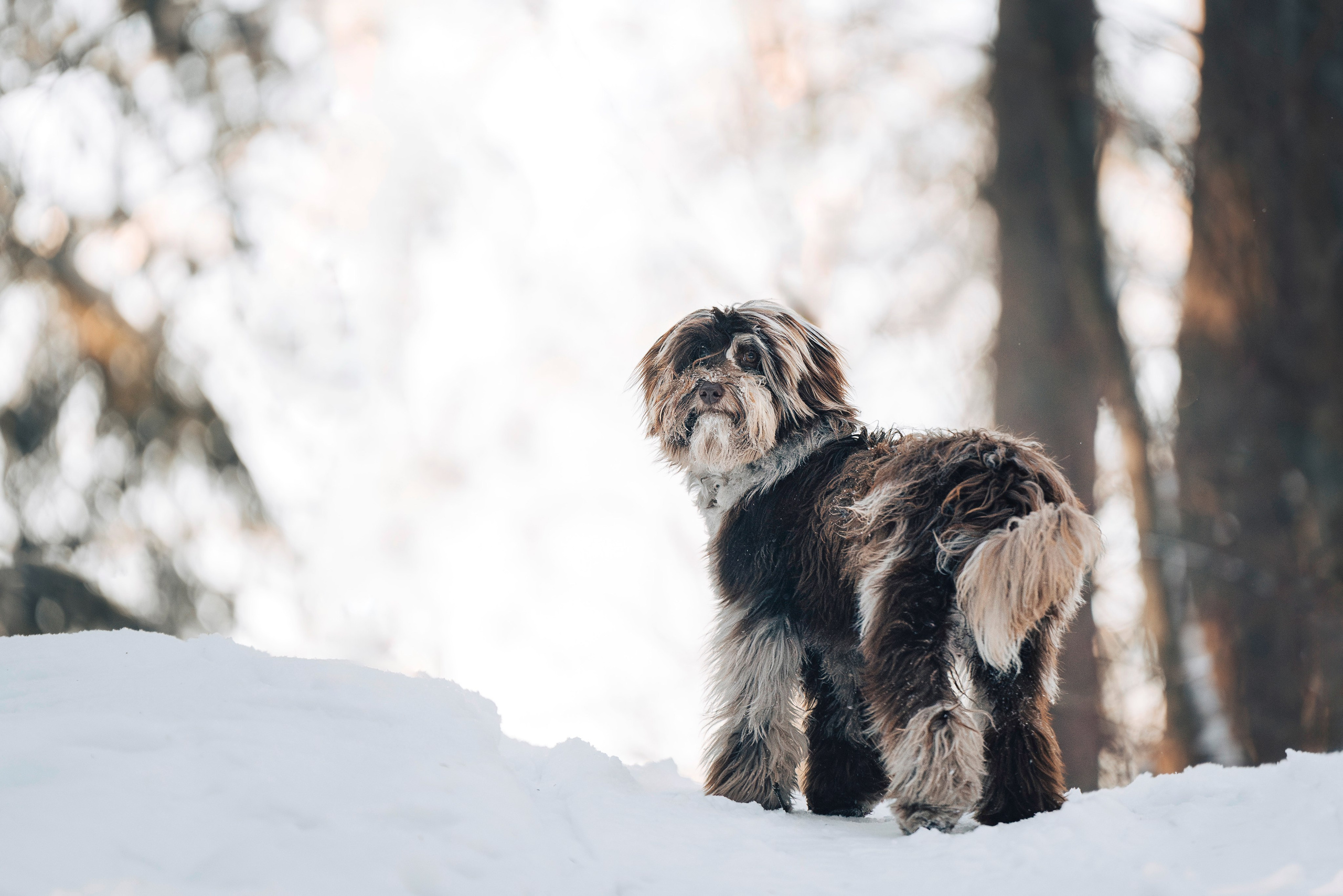 Хэйзел и её семья. Фотограф анималист в Спб недорого Олеся Майорова