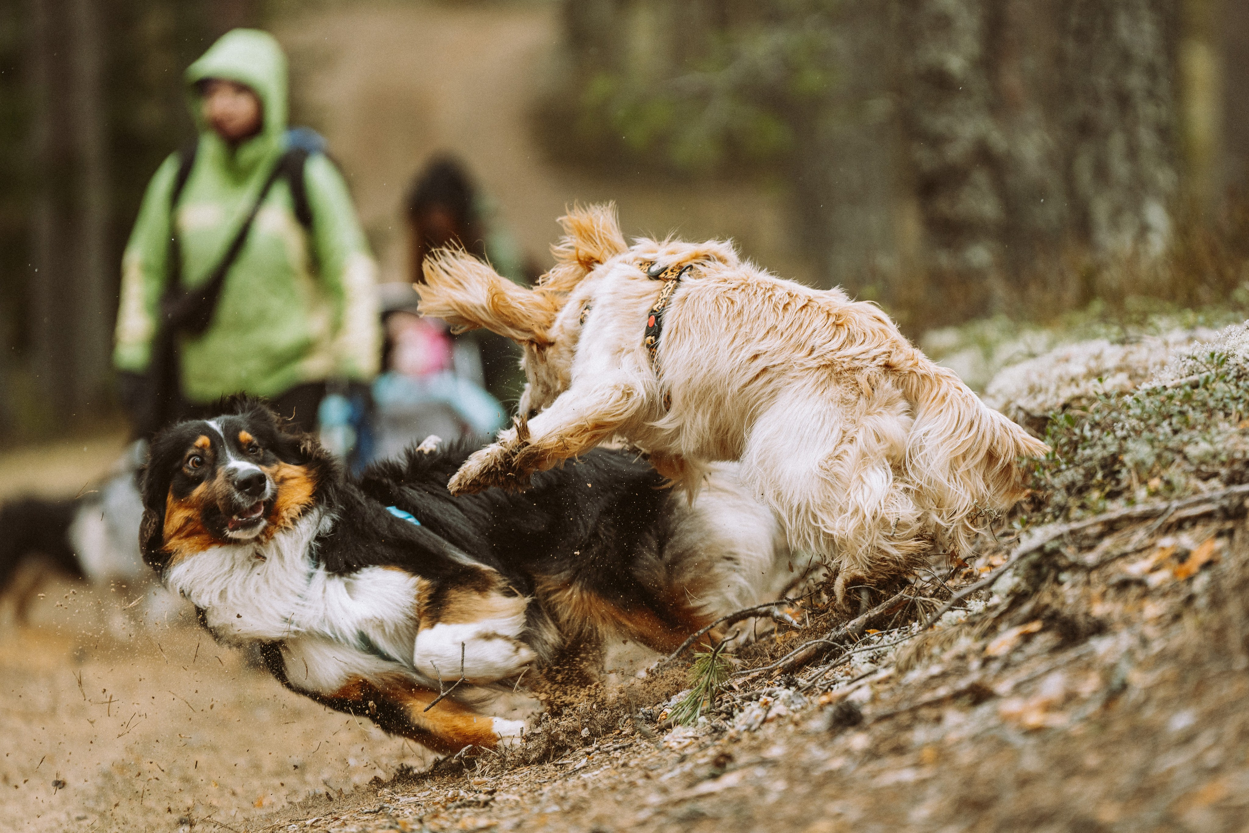 Дог трекинг к финскому хутору. Фотограф анималист в Спб недорого Олеся Майорова