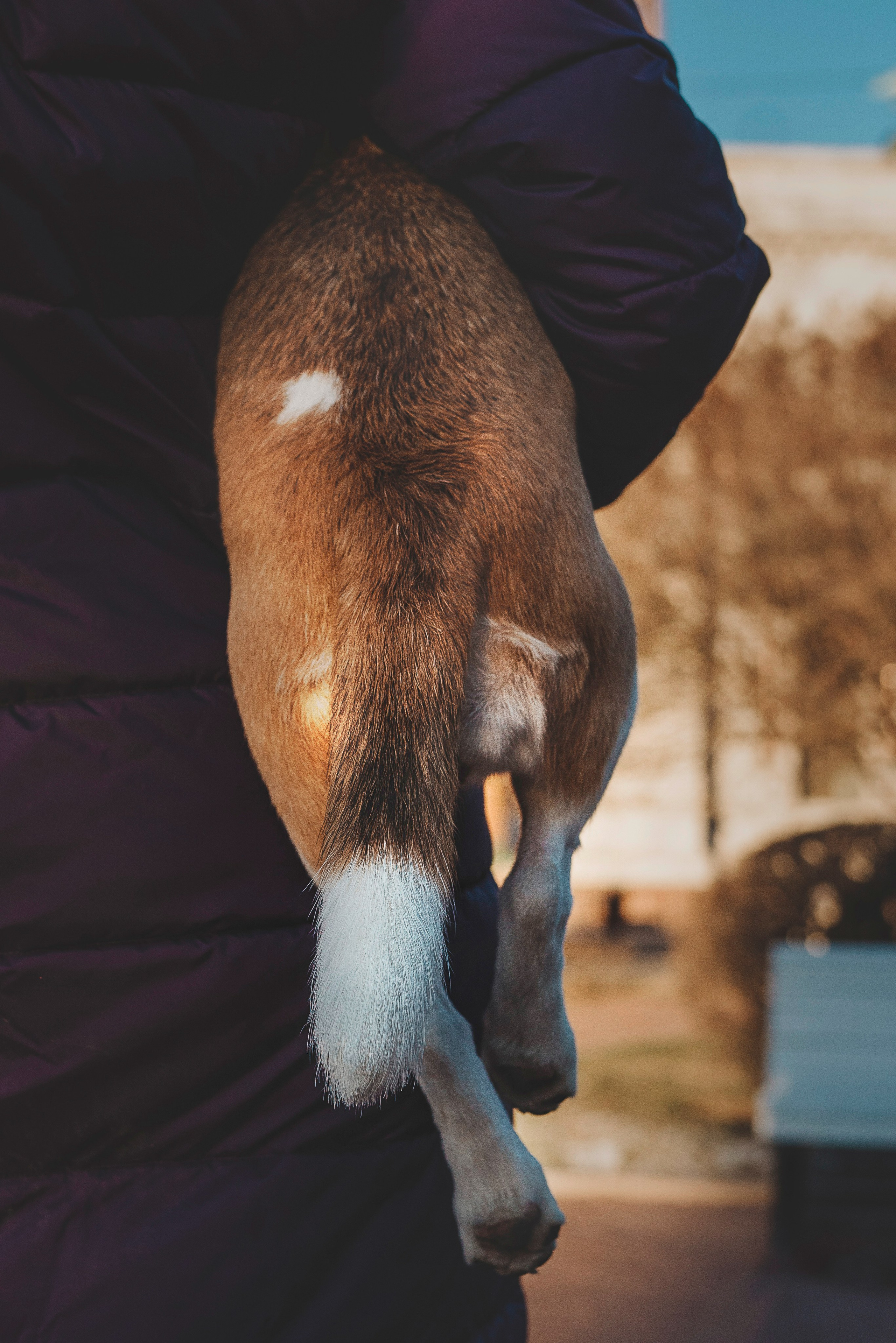 Ксения и Гаечка. Фотограф анималист в Спб недорого Олеся Майорова