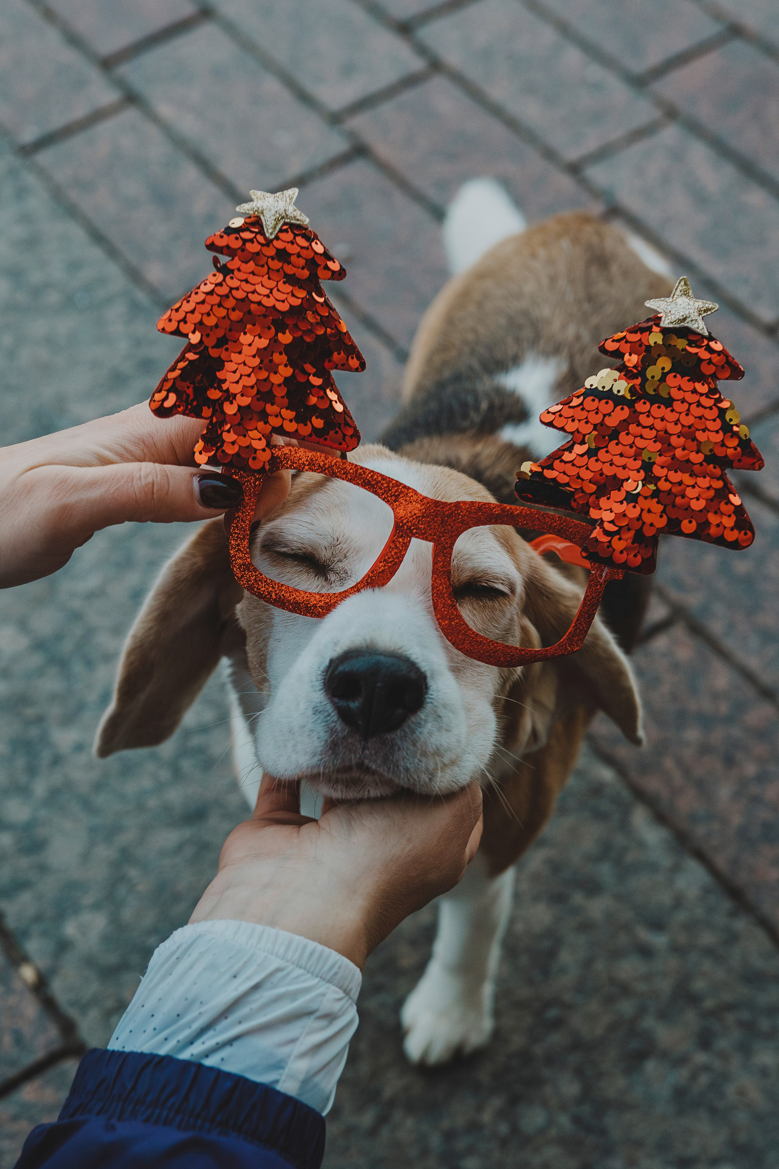 Ксения и Гаечка. Фотограф анималист в Спб недорого Олеся Майорова