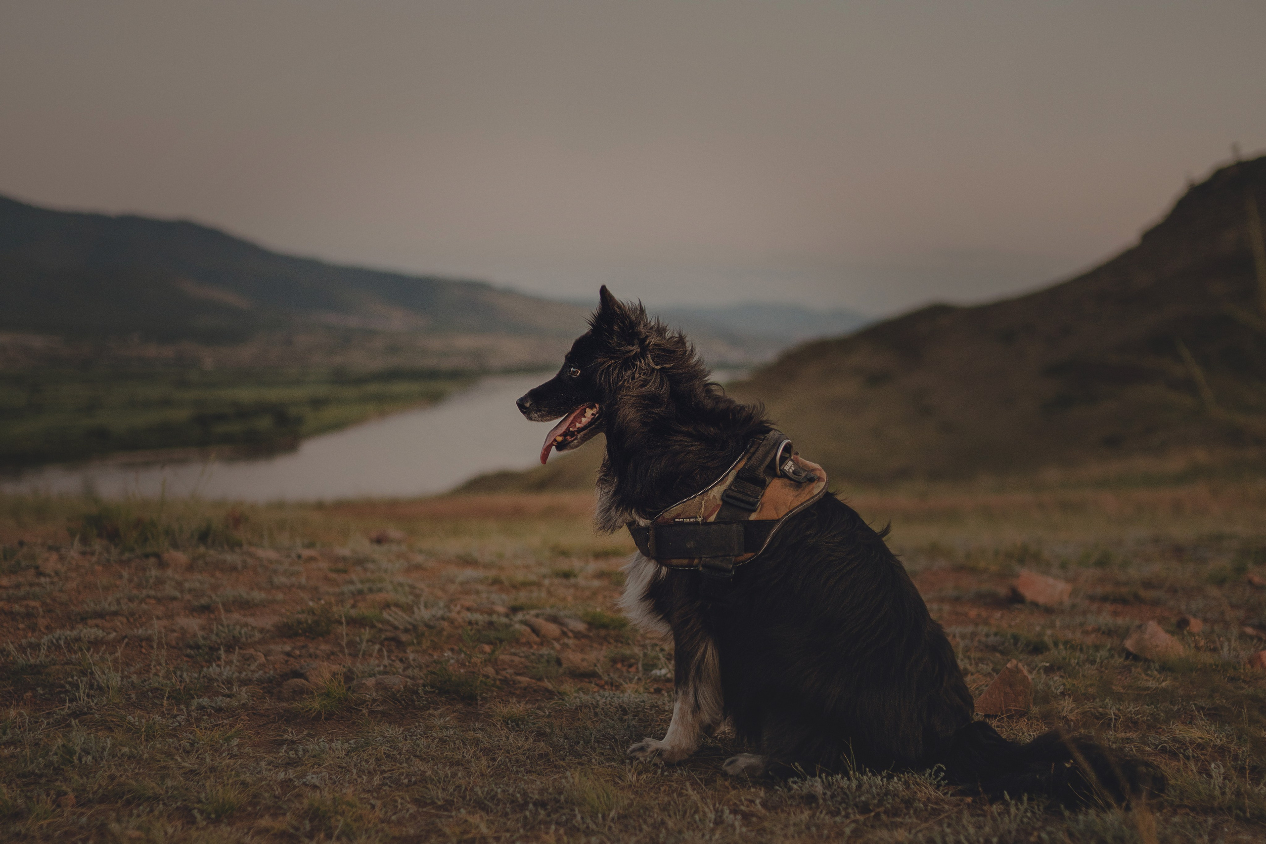 Настя и Умка. Фотограф анималист в Спб недорого Олеся Майорова