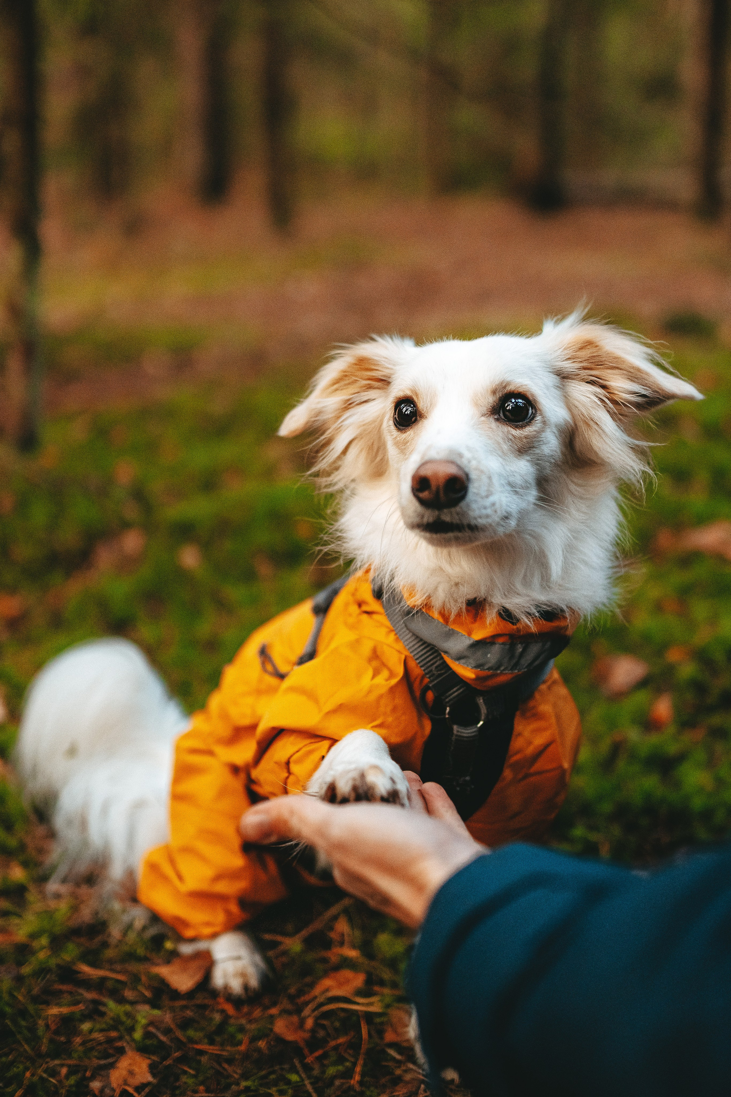 Бруно, Алена и Антон. Фотограф анималист в Спб недорого Олеся Майорова