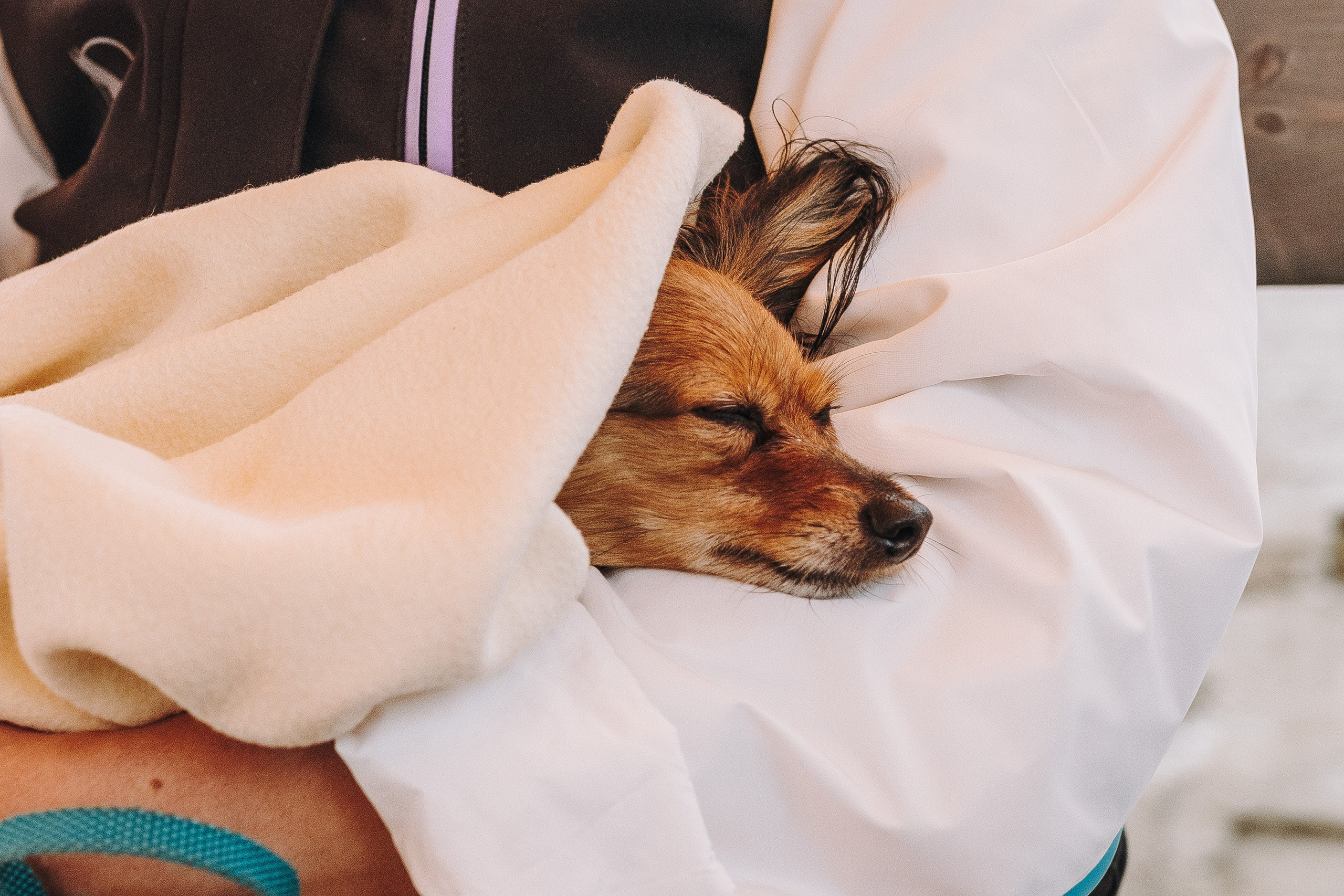 Соревнования по ноузворку в Лосево. Фотограф анималист в Спб недорого Олеся Майорова