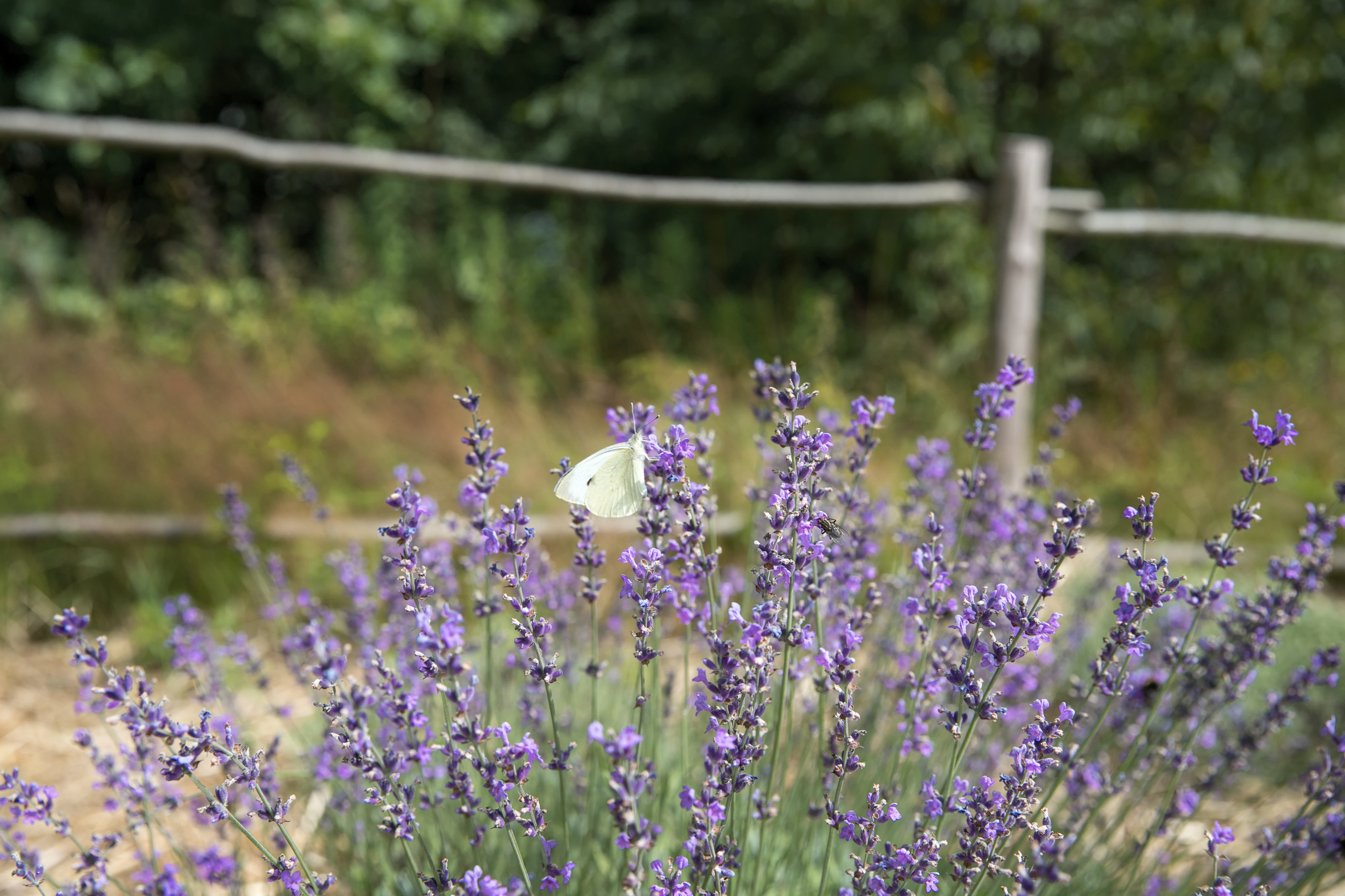 Поздняя лаванда. Семейный и свадебный фотограф в Калининграде Вера Филипченко