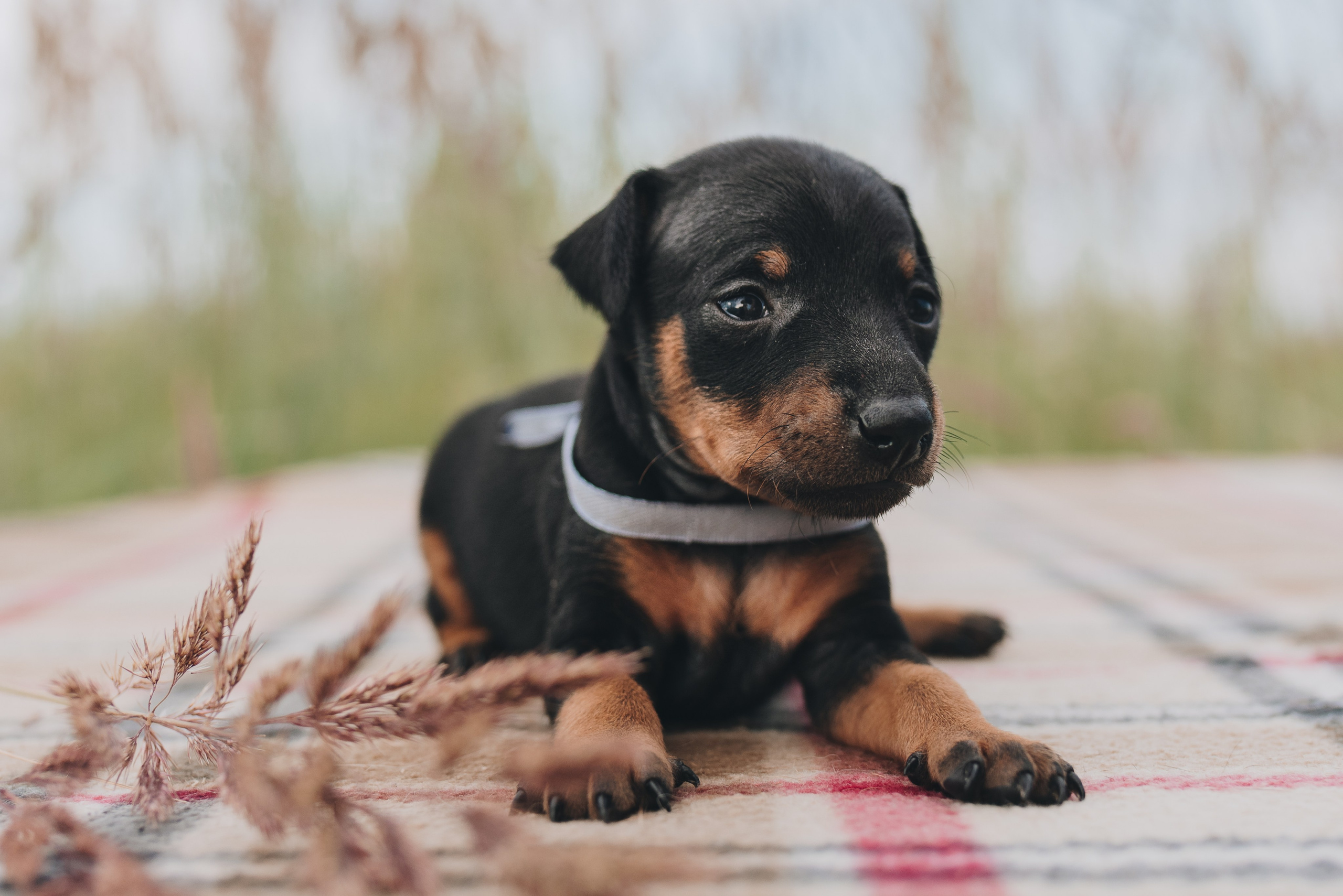 Pinschers. Natalia Finch Photography — Family, Kids & Pet Photographer in Chicago, IL