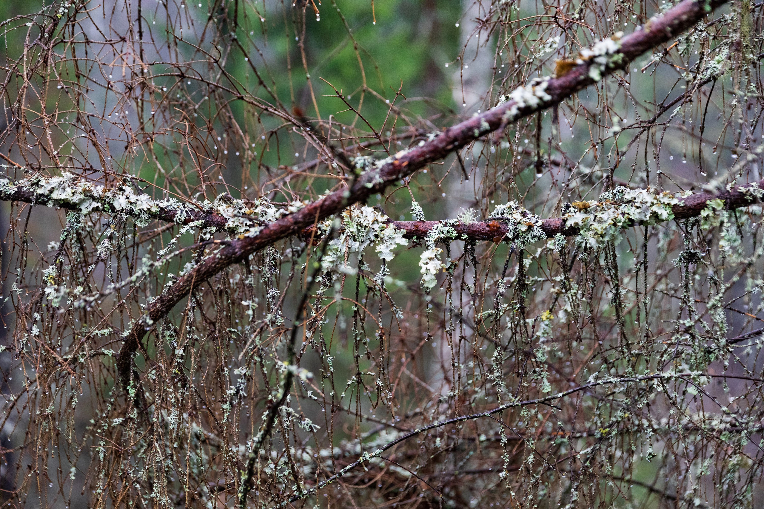 Большое путешествие в Карелию на машине. Марина Захарова — Фотограф. Москва / Marina Zakharova — Photographer