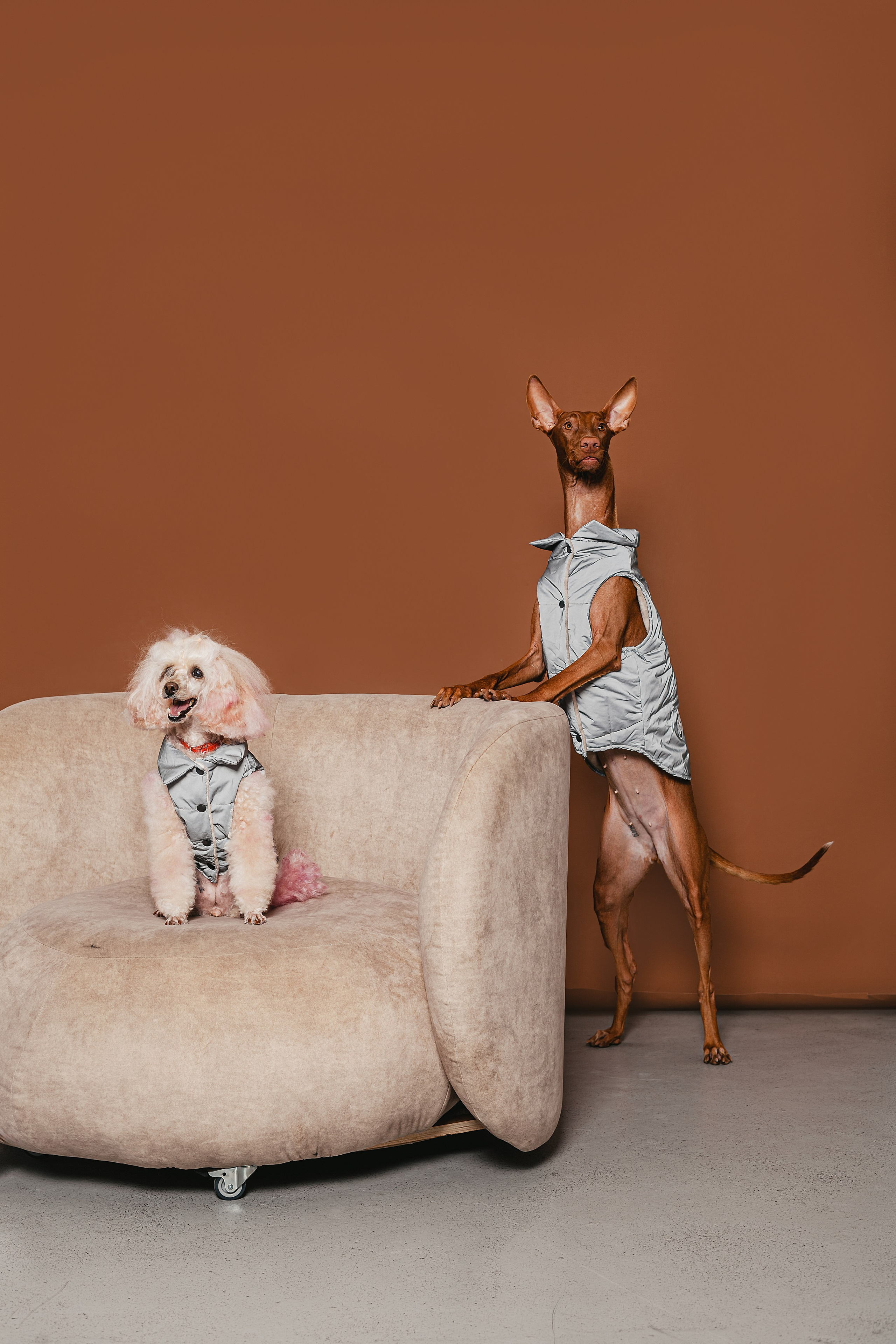 Съемка для бренда TEDDYBOY. Фотограф-анималист Татьяна Степанова