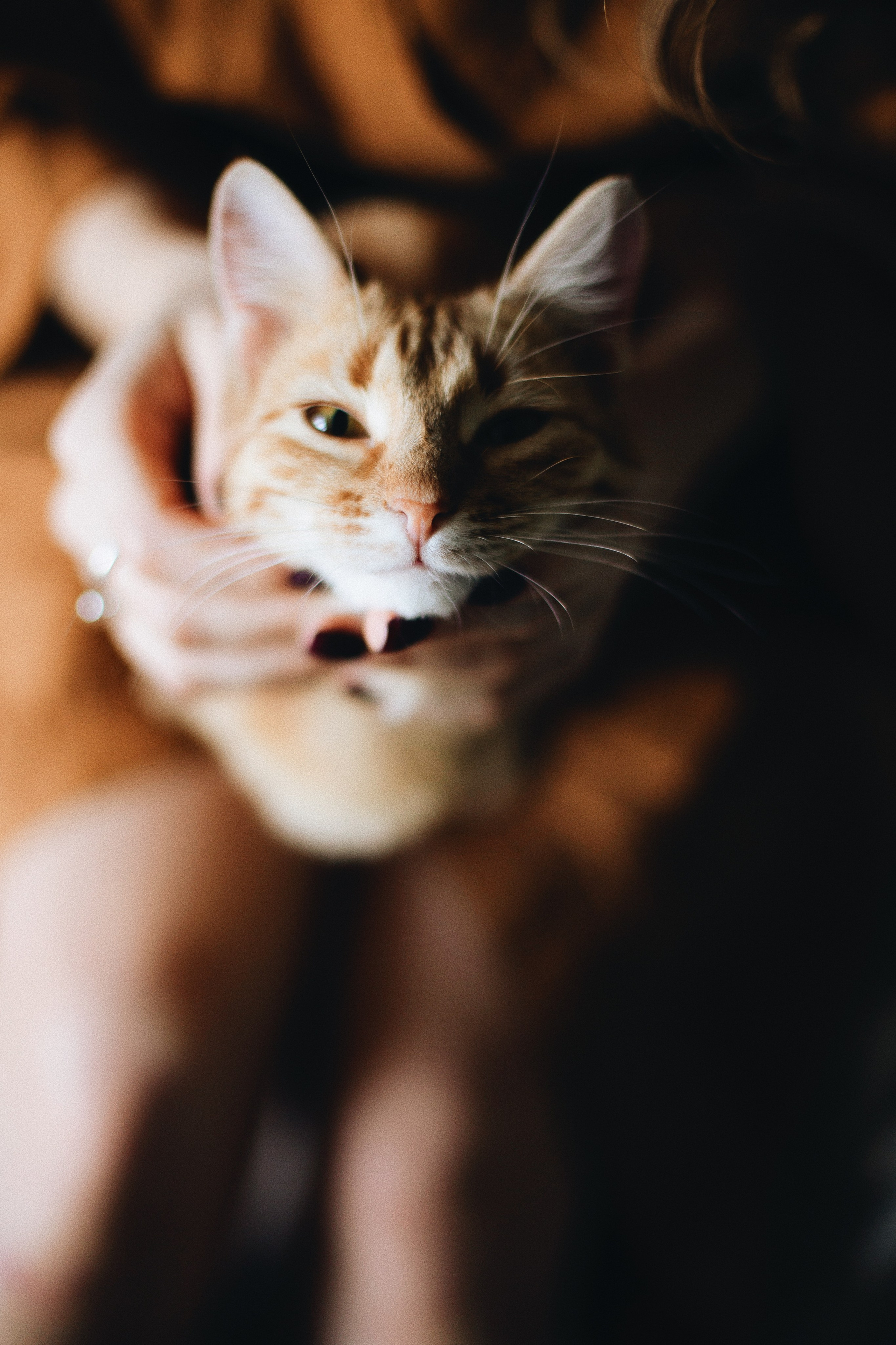 Катя, Булочка и Пирожок дома. Фотограф анималист Кристина Карпова, Москва