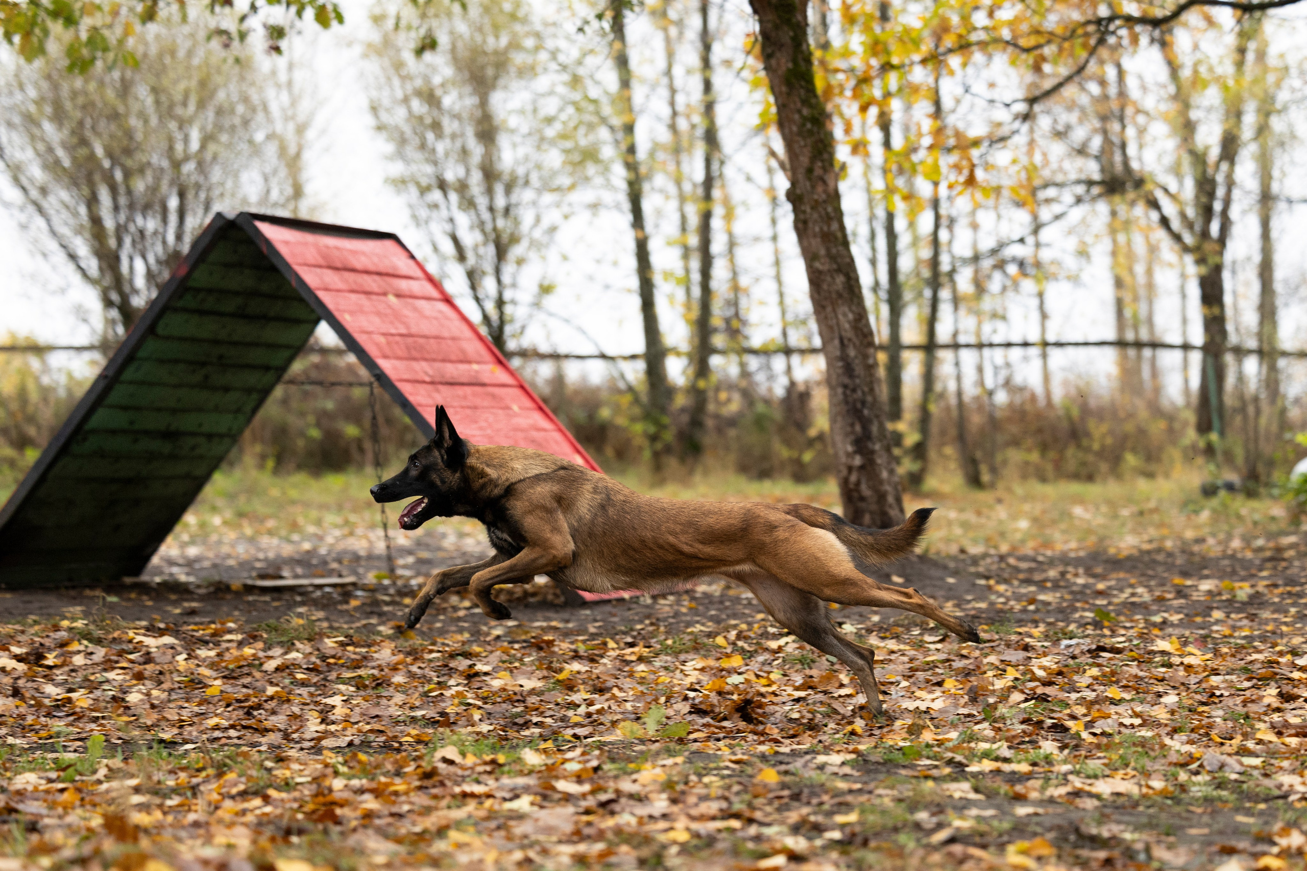 Соревнования по Мондьорингу г. Вологда. Фотограф-анималист Анна Маринич