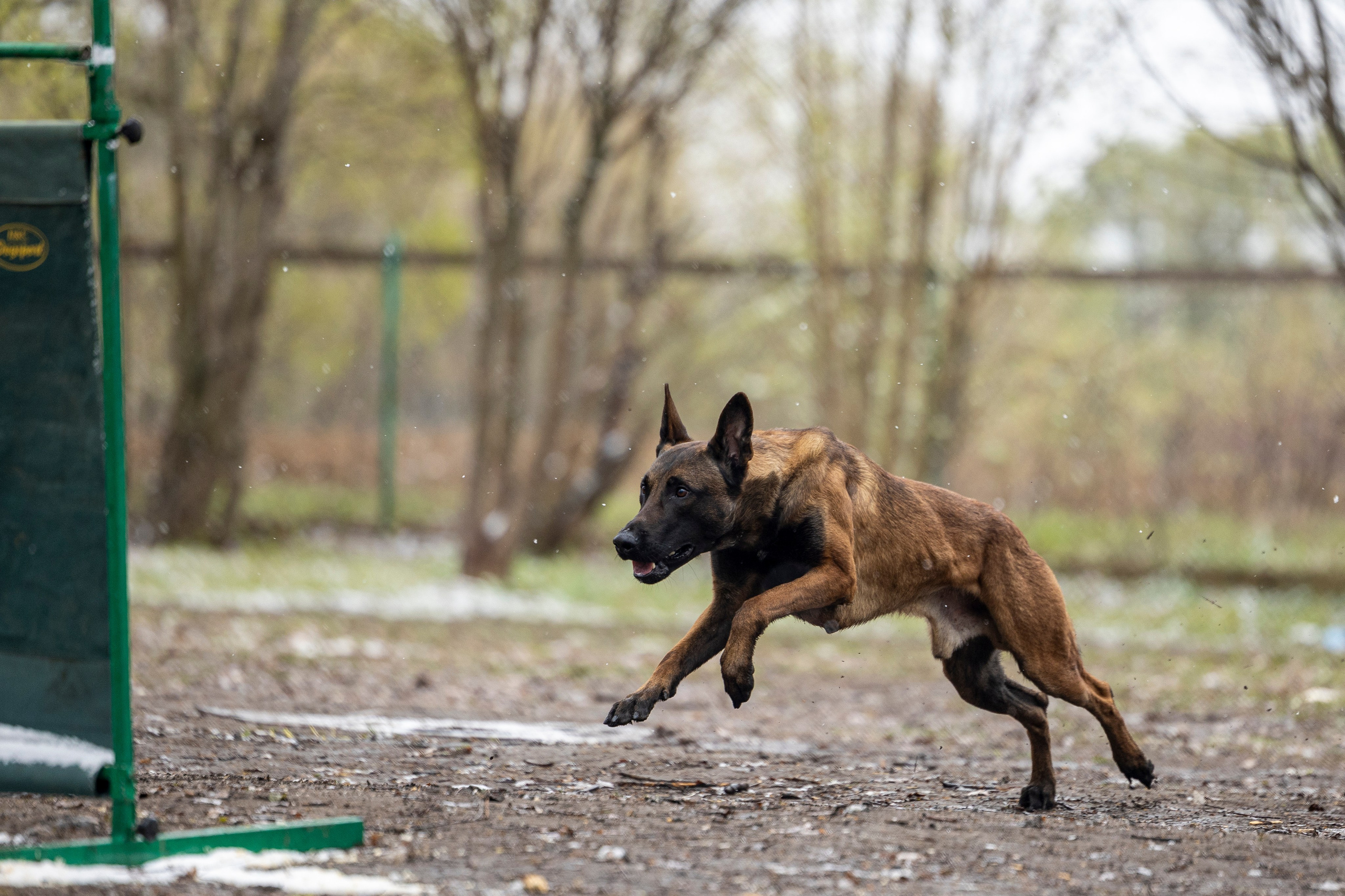 Квалификационные состязания по мондьорингу г. Вологда 11.05.24. Фотограф-анималист Анна Маринич