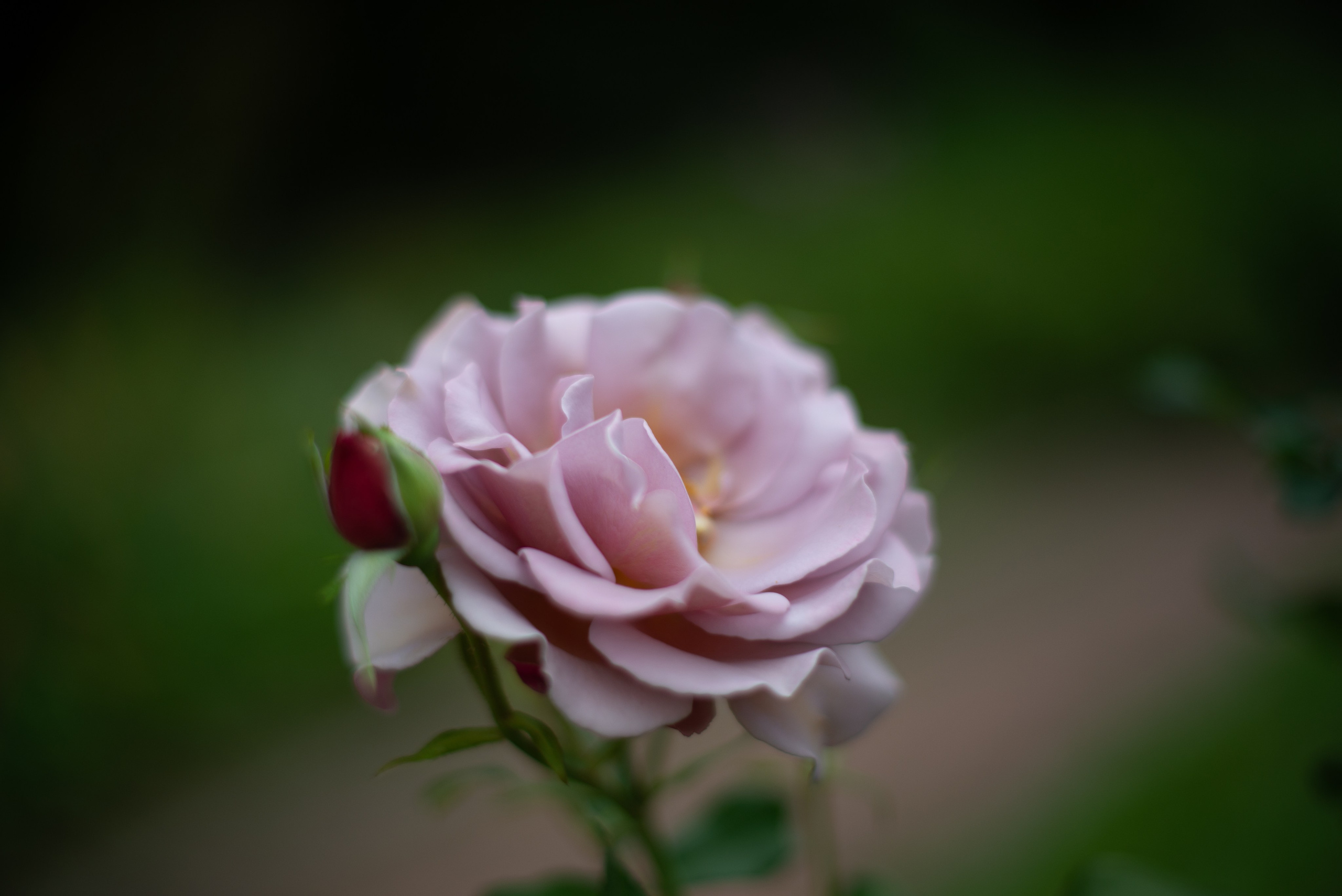 Цветы сада МГУ. Victoria Radjevna Репортажный Фотограф — Видеограф Москва • Санкт-Петербург