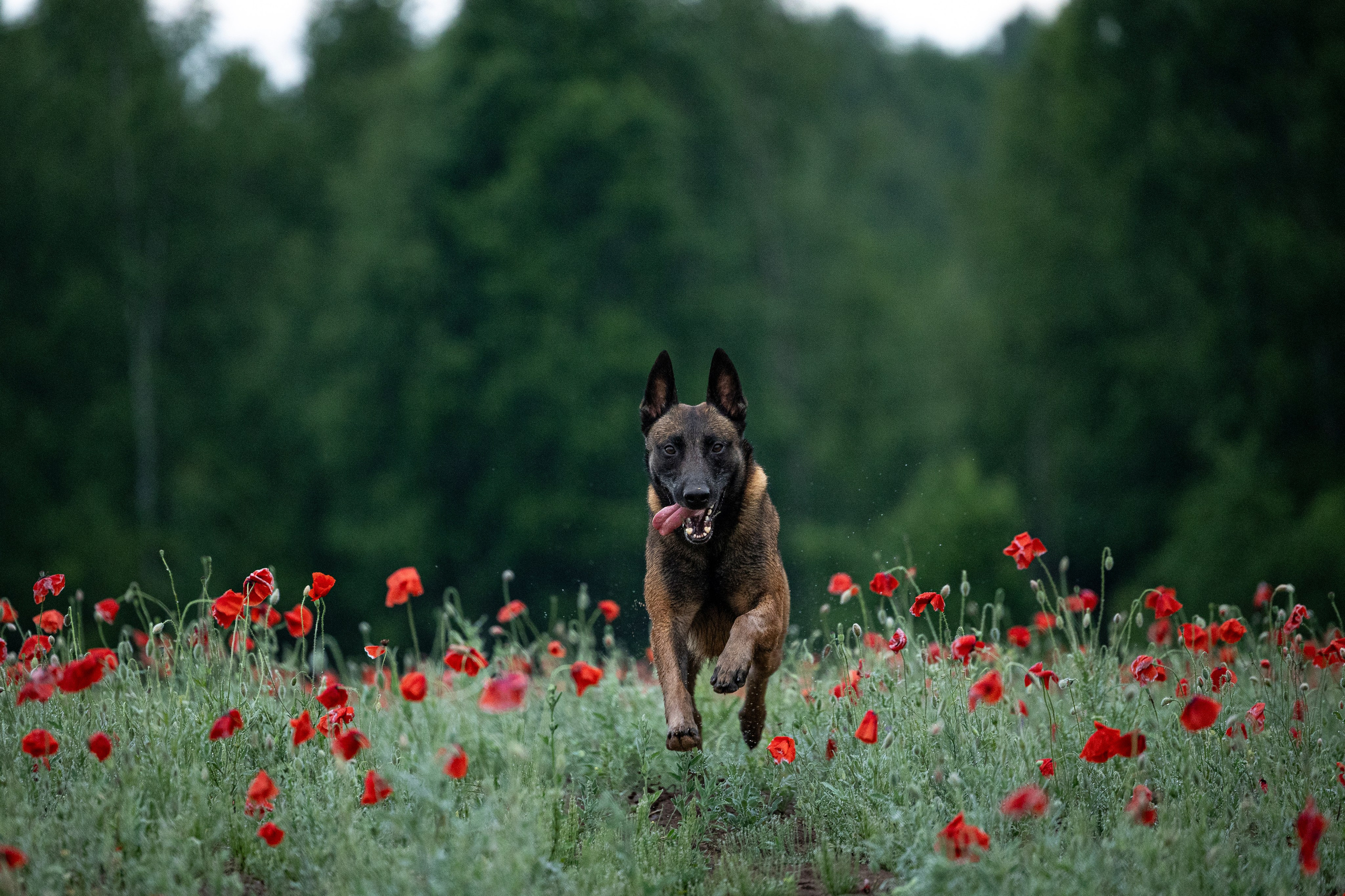Маковое поле. Фотограф-анималист Анна Маринич