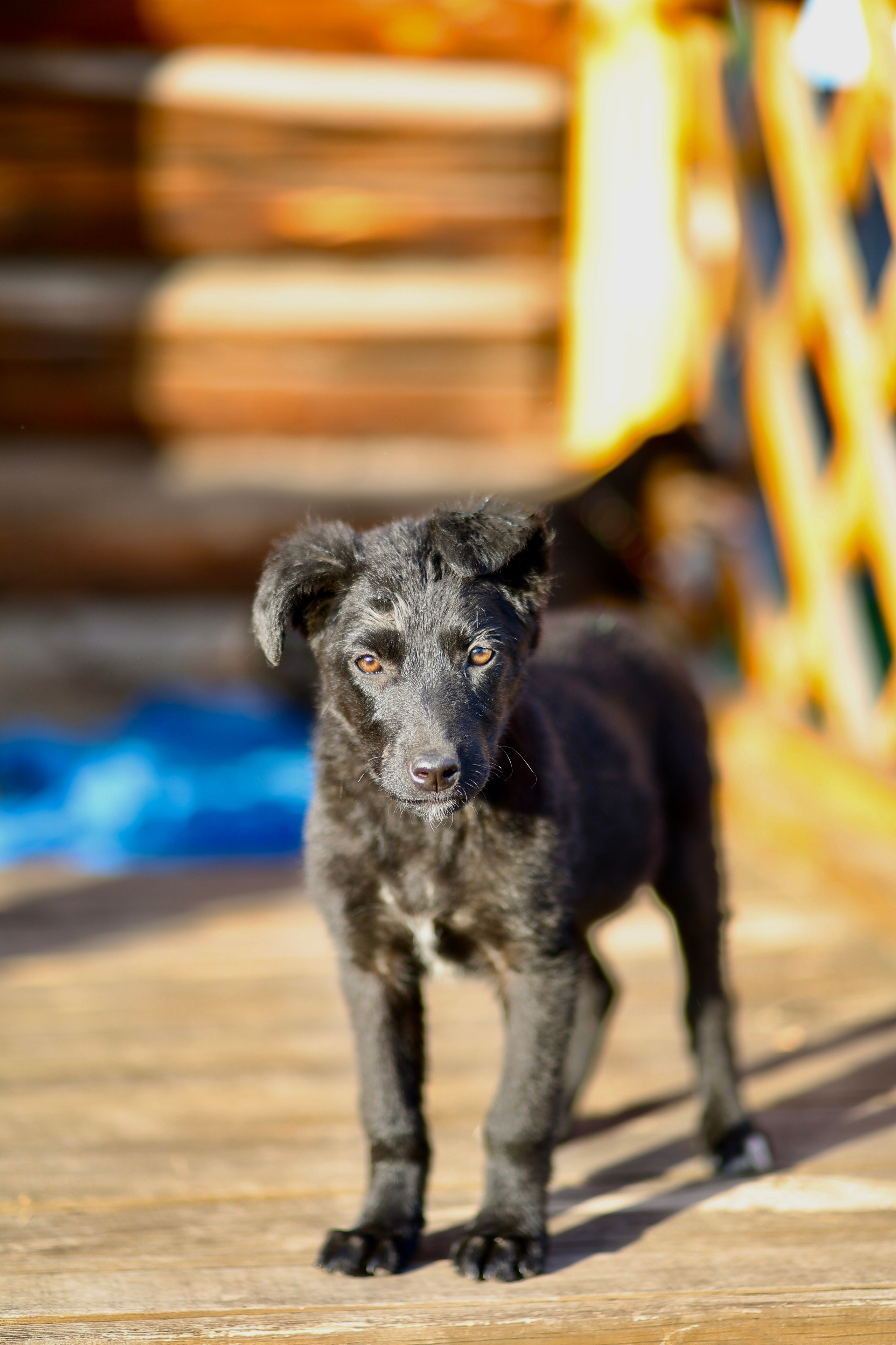 Щенки. Фотограф 📸 семейный, предметный, репортажный