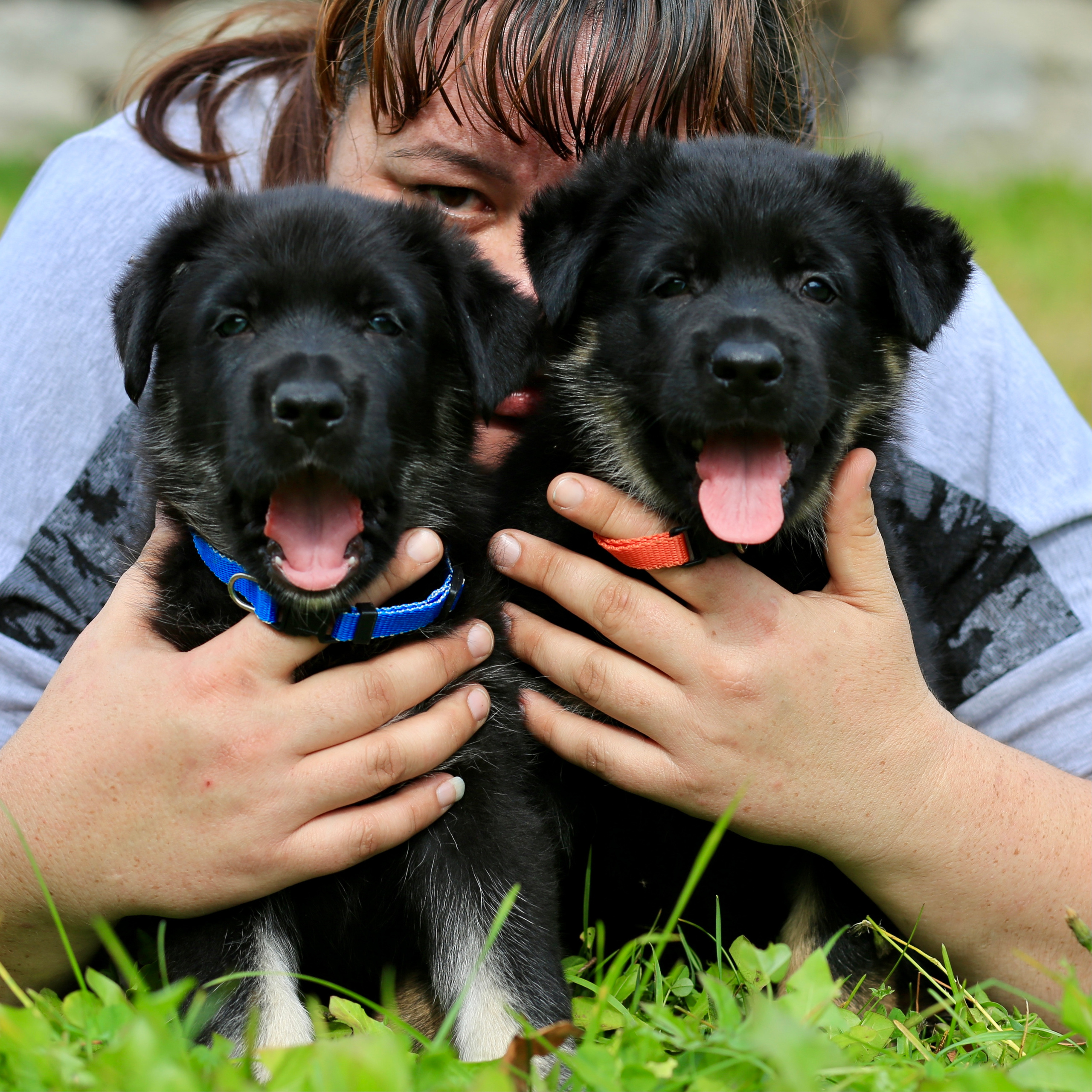 Щенки. Фотограф 📸 семейный, предметный, репортажный