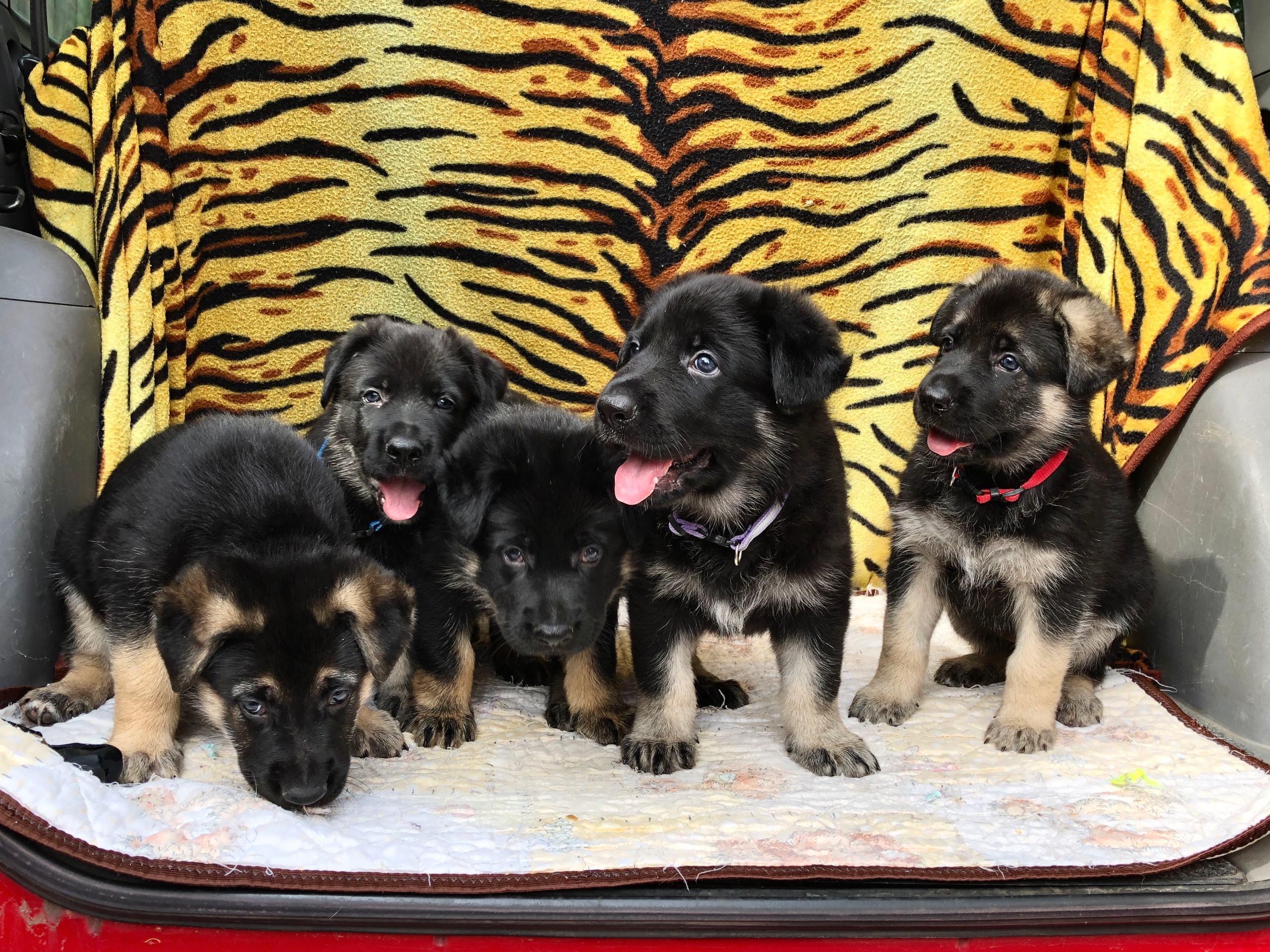 Щенки. Фотограф 📸 семейный, предметный, репортажный